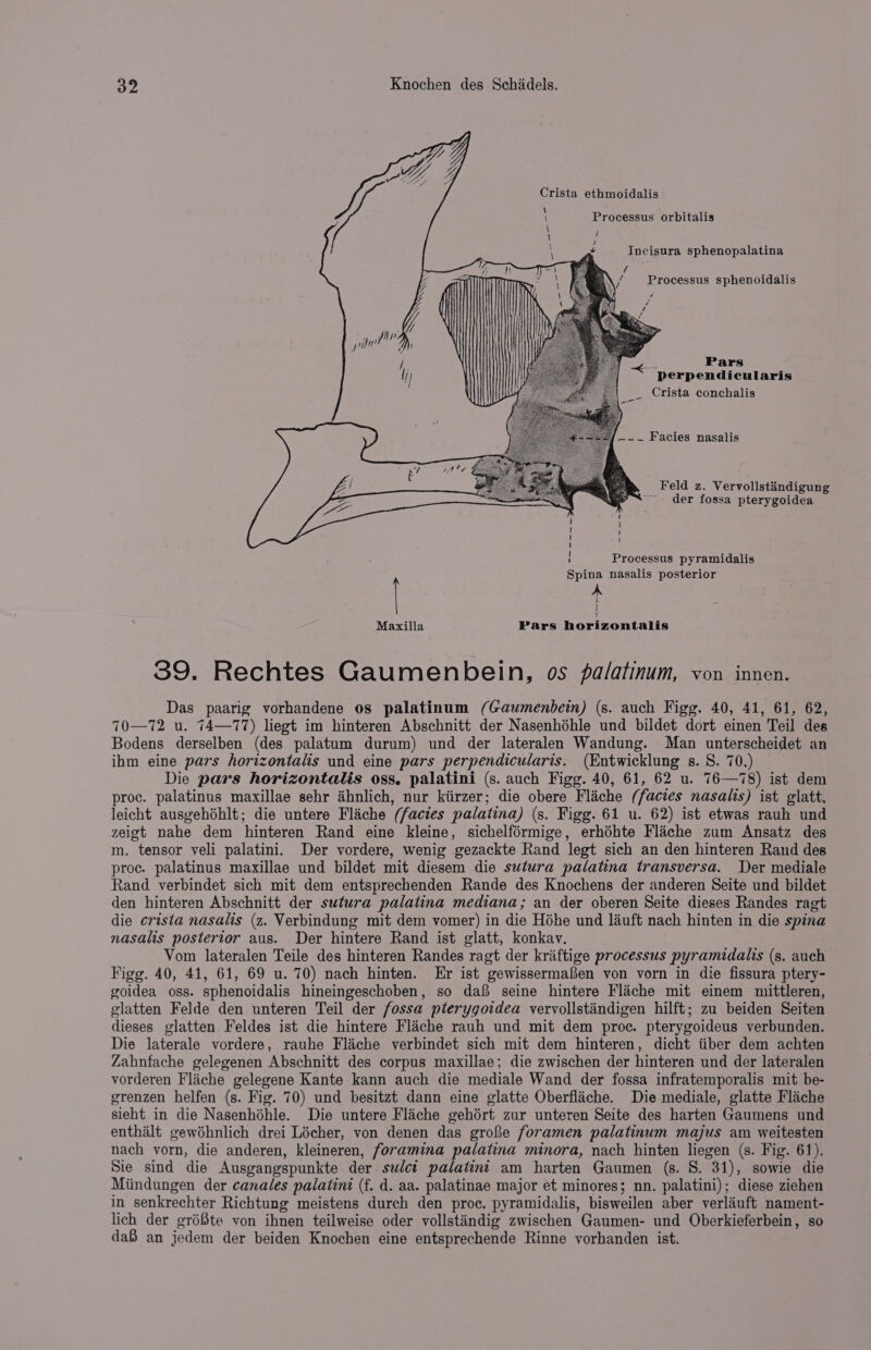 Crista ethmoidalis \ Processus orbitalis Incisura sphenopalatina See G N Processus sphenoidalis Vs : A f / tf ay Pars perpendicularis _ Crista conchalis cer // pint” MD / li {—~~ Facies nasalis Feld z. Vervollstindigung ae der fossa pterygoidea ! | 1 | Processus pyramidalis ge Ol i | \ | fe i Spina nasalis posterior | : T Maxilla Pars horizontalis 39. Rechtes Gaumenbein, os palatinum, von innen. Das paarig vorhandene os palatinum (Gaumenbein) (s. auch Figg. 40, 41, 61, 62, 70—72 u. 74—77) liegt im hinteren Abschnitt der Nasenhéhle und bildet dort einen Teil des Bodens derselben (des palatum durum) und der lateralen Wandung. Man unterscheidet an ihm eine pars horizontals und eine pars perpendicularis. (Entwicklung s. S. 70.) Die pars horizontalis oss. palatini (s. auch Figg. 40, 61, 62 u. 76—78) ist dem proc. palatinus maxillae sehr ahnlich, nur kiirzer; die obere Fliche (facies nasalis) ist glatt, leicht ausgehdhlt; die untere Fliche (facies palatina) (s. Figg. 61 u. 62) ist etwas rauh und zeigt nahe dem hinteren Rand eine kleine, sichelférmige, erhéhte Flache zum Ansatz des m. tensor veli palatini. Der vordere, wenig gezackte Rand legt sich an den hinteren Rand des proc. palatinus maxillae und bildet mit diesem die sutura palatina transversa. Der mediale Rand verbindet sich mit dem entsprechenden Rande des Knochens der anderen Seite und bildet den hinteren Abschnitt der sutura palatina mediana; an der oberen Seite dieses Randes ragt die crisia nasalis (z. Verbindung mit dem vomer) in die Hohe und lauft nach hinten in die spina nasalis posterior aus. Der hintere Rand ist glatt, konkav. Vom lateralen Teile des hinteren Randes ragt der kriftige processus pyramidalis (s. auch Figg. 40, 41, 61, 69 u. 70) nach hinten. Er ist gewissermafen von vorn in die fissura ptery- goidea oss. sphenoidalis hineingeschoben, so dafi seine hintere Flache mit einem mittleren, glatten Felde den unteren Teil der fossa pterygoidea vervollstindigen hilft; zu beiden Seiten dieses glatten Feldes ist die hintere Flache rauh und mit dem proc. pterygoideus verbunden. Die laterale vordere, rauhe Fliche verbindet sich mit dem hinteren, dicht iiber dem achten Zahnfache gelegenen Abschnitt des corpus maxillae; die zwischen der hinteren und der lateralen vorderen Fliche gelegene Kante kann auch die mediale Wand der fossa infratemporalis mit be- grenzen helfen (s. Fig. 70) und besitzt dann eine glatte Oberfliche. Die mediale, glatte Fliche sieht in die Nasenhéhle. Die untere Flache gehért zur unteren Seite des harten Gaumens und enthalt gewoéhnlich drei Lécher, von denen das grofe foramen palatinum majus am weitesten nach vorn, die anderen, kleineren, foramina palatina minora, nach hinten liegen (s. Fig. 61). Sie sind die Ausgangspunkte der sudct palatint am harten Gaumen (s. 8. 31), sowie die Miindungen der canales palatini (f. d. aa. palatinae major et minores; nn. palatini); diese ziehen in senkrechter Richtung meistens durch den proc. pyramidalis, bisweilen aber verlauft nament- lich der gréSte yon ihnen teilweise oder vollstandig zwischen Gaumen- und Oberkieferbein, so daB an jedem der beiden Knochen eine entsprechende Rinne vorhanden ist.