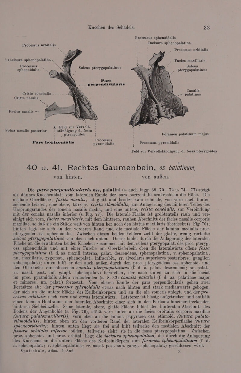 Processus sphenoidalis Processus orbitalis Incisura sphenopalatina _ Processus orbitalis ‘incisura sphenopalatina , , Facies maxillaris Processus sphenoidalis ~\ Sulcus Sulcus pterygopalatinus _ pterygopalatinus Pars ~——— perpendicularis Canalis Crista conchalis ————-—-— \ — palatinus Crista nasalis N Facies nasalis —-——~ } Ss ! ' I Spina nasalis posterior ' stiindigung d. fossa | Leo ; P | y pterygoidea oN Foramen palatinum majus Processus hee Pars horizentalis pyramidalis Processus pyramidalis | Feld zur Vervollstiandigung d. fossa pterygoidea 40 u. 41. Rechtes Gaumenbein, os palatinum, von hinten. von aufsen. Die pars perpendicularis oss. palatini (s. auch Figg. 39, 70—72 u. 74—77) steigt als diinnes Knochenblatt vom lateralen Rande der pars horizontalis senkrecht in die Héhe. Die mediale Oberfliiche, facies nasalis, ist glatt und besitzt zwei schmale, von vorn nach hinten ziehende Leisten, eine obere, kiirzere, crista ethmoidalis, zur Anlagerung des hinteren Teiles des Ursprungsrandes der concha nasalis media, und eine untere, crista conchalis, zur Verbindung mit der concha nasalis inferior (s. Fig. 77). Die laterale Flache ist gréStenteils rauh und ver- einigt sich vorn, facies maxillaris, mit dem hinteren, rauhen Abschnitt der facies nasalis corporis maxillae, so daB sie ein Stiick weit von hinten her noch den hiatus maxillaris tiberdeckt (s. Fig. 70); hinten legt sie sich an den vorderen Rand und die mediale Flache der lamina medialis proc. pterygoidei oss. sphenoidalis. Zwischen diesen beiden Feldern zieht der glatte, wenig vertiefte sulcus pterygopalatinus yon oben nach unten. Dieser bildet durch die Anlagerung der lateralen Flache an die erwahnten beiden Knochen zusammen mit dem sulcus pterygopalat. des proc. pteryy. oss. sphenoidalis und mit eimer Furche am Oberkieferbein oben die lateralwirts offene fossa pterygopalatina (f. d. aa. maxill. interna, palat. descendens, sphenopalatina; v. sphenopalatina ; nn, maxillaris, zygomat., sphenopalat., infraorbit., rr. alveolares superiores posteriores; ganglion sphenopalat.); unten hilft er den auch aufen durch den proc. pterygoideus oss. sphenoid. und den Oberkiefer verschlossenen canalis pterygopalatinus (f. d. a. palat. descendens; un. palat., rr. nasal. post. inf. gangl. sphenopalat.) herstellen, der nach unten zu sich in die meist im proc. pyramidalis allein verlaufenden (s. S. 32) canales palatina (f. d. aa. palatinae major et minores; nn. palat.) fortsetzt. Vom oberen Rande der pars perpendicularis gehen zwei Fortsitze ab: der processus sphenoidalis etwas nach hinten und stark medianwarts gebogen, der sich an die untere Flache des Keilbeinkérpers und an die ala vomeris anlegt, und der pro- cessus orbitals nach vorn und etwas lateralwirts. Letzterer ist blasig aufgetrieben und enthiilt einen kleinen Hohlraum, den lateralen Abschnitt einer sich in den Fortsatz hineinerstreckenden hinteren Siebbeinzelle. Seine laterale, obere, glatte Flache bildet den hintersten Abschnitt des Bodens der Augenhohle (s. Fig. 70), sté&amp;t vorn unten an die facies orbitalis corporis maxillae (sutura palatomaxillaris), vorn oben an die lamina papyracea oss. ethmoid. (sutura palato- ethmoidalis), hinten oben an den vyorderen Rand der lateralen Keilbeinkérperfliche (sutura sphenoorbitalis); hinten unten liegt sie frei und hilft teilweise den medialen Abschnitt der fissura orbitalis inferior -bilden, teilweise sieht sie in die fossa pterygopalatina. Zwischen proc. sphenoid. und proce. orbital. liegt die tncisura sphenopalatina, die durch die Anlagerung des Knochens an die untere Fliche des Keilbeinkérpers zum foramen sphenopalatinum (f. d. a. sphenopalat.; v. sphenopalatina; rr. nasal. post. sup. gangl. sphenopalat.) geschlossen wird. Spalteholz, Atlas. 9. Aufl. 3