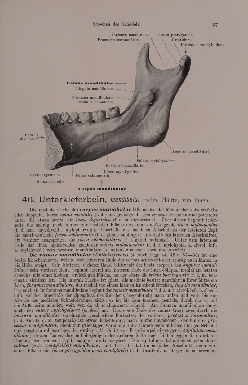 Incisura mandibulae Fovea pterygoidea Processus coronoideus \ \ Capitulum '. aim \ \, Processus condyloideus Ramus mandibulae —~&gt; Lingula mandibulae --~______ Foramen mandibulare &gt;-+~~__ Crista buccinatoria _ Pars | alveolaris — Angulus mandibulae Sulcus mylohyoideus | Fovea submaxillaris so See Linea mylohyoidea Fovea sublingualis ’ H ' ‘ i I ' | } 4 Fossa digastrica Spina mentalis A L ] Corpus mandibulae 46. Unterkieferbein, mandibula, rechte Hilfte, von innen. Die mediale Flache des corpus mandibulae laf nichst der Medianebene die einfache oder doppelte, kurze spina mentalis (f. d. mm. geniohyoid., geniogloss.) erkennen und jederseits unter ihr etwas lateral die fossa digastrica (f. d. m. digastricus). Uber dieser beginnt jeder- seits die schrig nach hinten zur medialen Flache des ramus aufsteigende linea mylohyoidea (f. d. mm. mylohyoid., mylopharyng.). Oberhalb des medialen Abschnittes der letzteren liegt die meist deutliche fovea sublingual (f. d. gland. subling.); unterhalb des lateralen Abschnittes, oft weniger ausgeprigt, die fovea submaaxillaris (f. d. gland. submax.). Unter dem lateralen Teile der linea mylohyoidea zieht der sulcus mylohyoideus (f. d. r. mylohyoid. a. alveol. inf.; n. mylohyoid.) vom foramen mandibulare (s. unten) aus nach vorn und abwiirts. Der ramus mandibulae (Unterkieferast) (s. auch Figg. 44, 45 u. 57—60) ist eine breite Knochenplatte, welche vom hinteren Ende des corpus senkrecht oder schriig nach hinten in die Héhe steigt. Sein hinterer, dickerer Rand bildet mit der basis corporis den angulus mandi- bulae; sein vorderer Rand beginnt lateral am hinteren Ende der linea obliqua, medial am letzten alveolus mit einer kleinen, dreieckigen Fliche, an der 6fters die crista buccinatoria (f. d. m. buc- cinat.) sichtbar ist. Die laterale Flache ist glatt, die mediale besitzt ungefahr in ihrer Mitte ein Loch, foramen mandibulare, das medial von einem kleinen Knochenblittchen, “ingula mandibulae, begrenzt ist. Im foramen mandibulare beginnt der canalis mandibulae (f. d.a. u.v. alveol. inf. ; n. alveol. inf.), welcher innerhalb der Spongiosa des Knochens bogenférmig nach unten und vorn bis zur Alveole des medialen Schneidezahnes zieht; er ist bis zum foramen mentale, durch das er auf die Aufenseite miindet, weit, von da ab medianwiarts schmal. Am foramen mandibulare faingt auch der sulcus mylohyoideus (s. oben) an. Das obere Ende des ramus trigt zwei durch die incisura mandibulae voneinander geschiedene Fortsiitze; der vordere, processus coronoideus, (f. d. Ansatz d.m. temporal.) ist etwas hakenférmig nach hinten umgebogen; der hintere, pro- cessus condyloideus, dient zur gelenkigen Verbindung des Unterkiefers mit dem iibrigen Schidel und trigt ein rollenartiges, im vorderen Abschnitt von Faserknorpel tiberzogenes capitulum man- dibulae, dessen Lingsachse mit derjenigen der anderen Seite nach hinten gegen den vorderen Umfang des foramen occipit. magnum hin konvergiert. Das capitulum sitzt auf einem schmaleren collum (proc. condyloidet) mandibulae, und dieses besitzt im medialen Abschnitt seiner vor- deren Fliche die fovea pterygoidea proc. condylotdet (f. d. Ansatz d. m. pterygoideus externus).