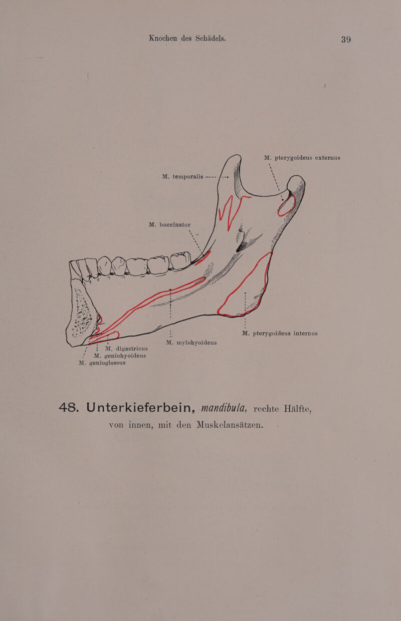 M. pterygoideus externus M. temporalis ---- M. buccinator un LE) M. pterygoideus internus n 1 / «¢ M. digastricus M. geniohyoideus M. genioglossus M. mylohyoideus 48. Unterkieferbein, mandibula, rechte Halfte,