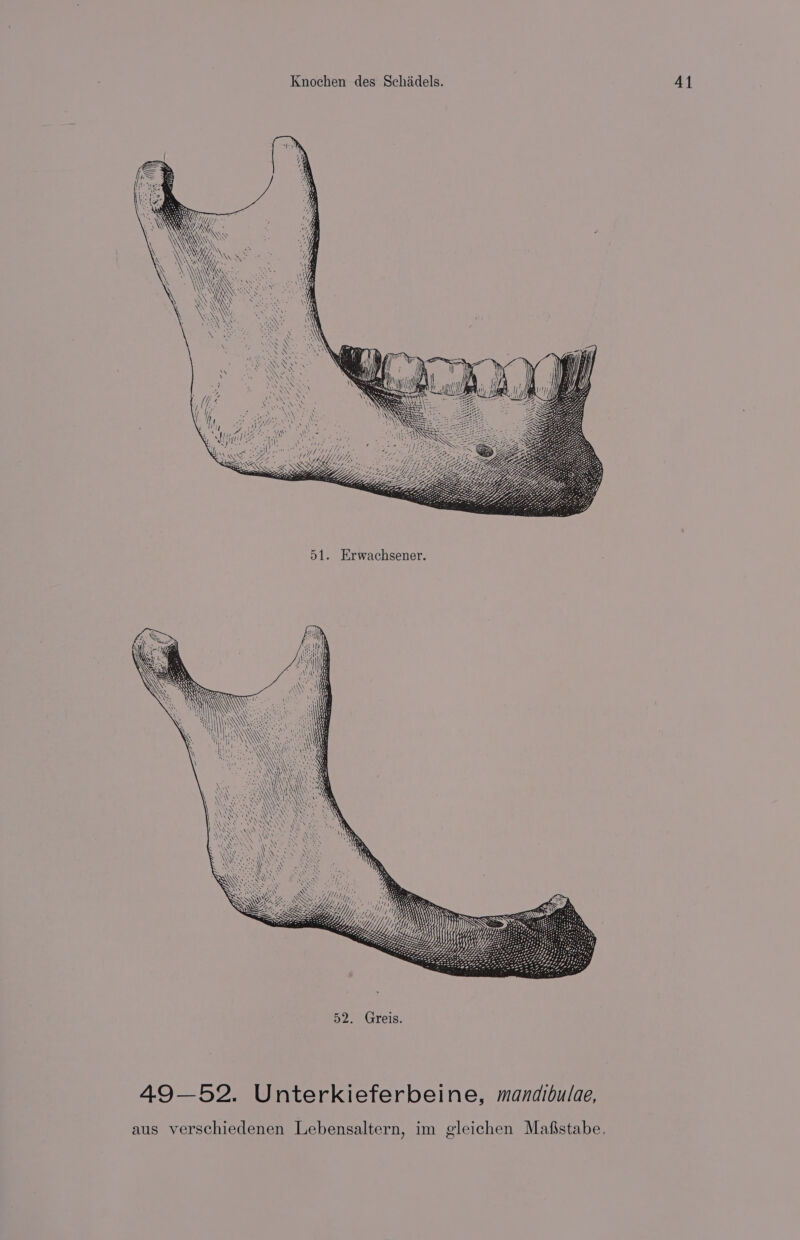=== SS —— &lt;x} i SS Yay 8 AW “LAYS W WK 49—52. Unterkieferbeine, mandibulae,