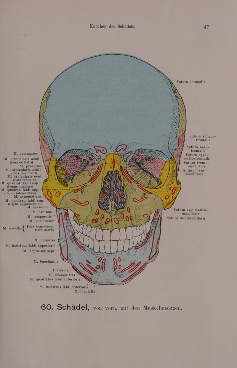 Sutura coronalis f ‘ Sutura spheno- frontalis }/. Sutura naso- frontalis M. corrugator - Sutura zygo- M. orbicularis oculi Mer pr { maticofrontalis (Pars orbitalis) EET Re . Sutura fronto- M. procerus ..| HARM AANA nae ; ys bee maxillaris M. orbicularis oculi VAI eZ /} Sa - Sutura naso- (Ee ars lacrimalis) maxillaris M. orbicularis oculi (Pars orbitalis) M. quadrat. labii sup. ~ (Caput angulare) M. quadrat. labii sup. (Caput infraorbitale) M. zygomaticus “ M. quadrat. labii sup. ~“ (Caput zygomaticum) M. masseter ~ M. caninus “| M. temporalis ~ | M. buccinator ~} ~ Sutura zygomatico- maxillaris Sutura intermaxillaris Pars transversa - M. nasalis Pars alaris M. masseter - M. incisivus labii superioris - M. depressor septi M. incisivus labii inferioris / M. mentalis