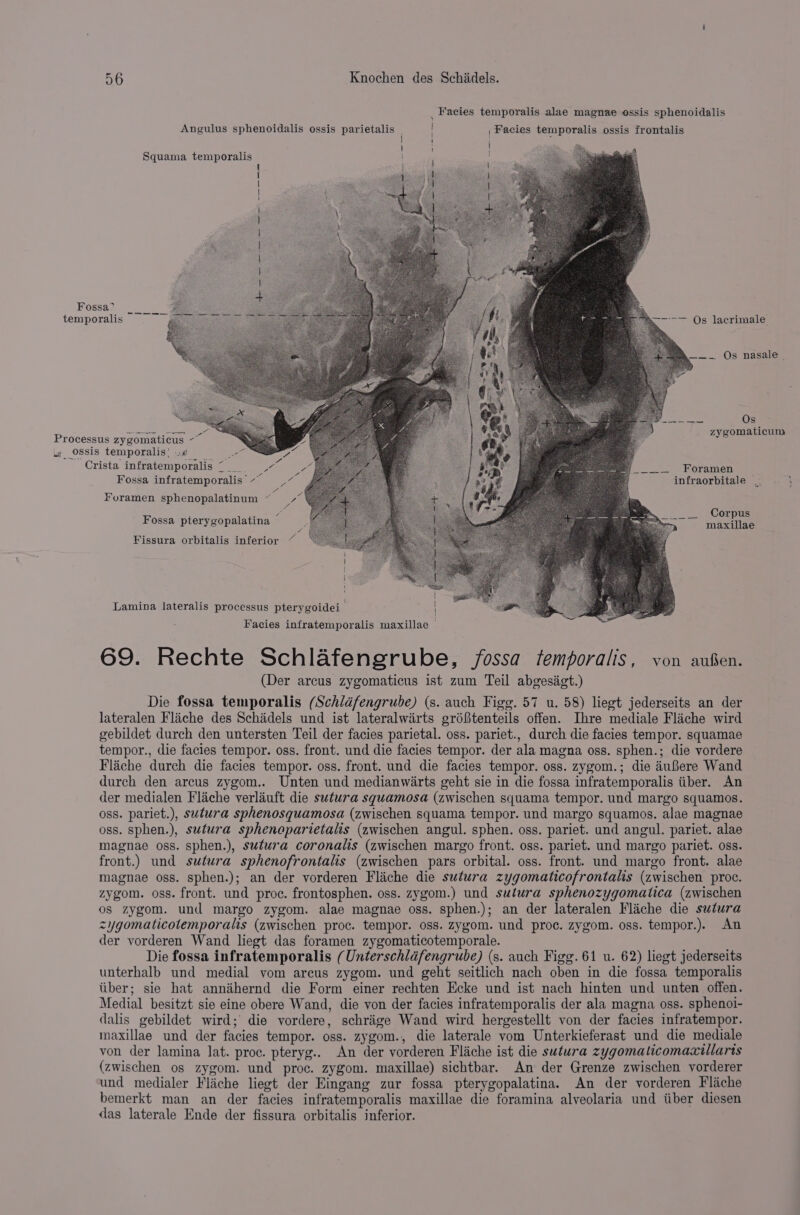 Facies temporalis alae magnae ossis sphenoidalis Angulus sphenoidalis ossis parietalis . | Facies temporalis ossis frontalis i : Squama temporalis gl et a ca ei, —- — ae Fossa” temporalis = oe eee a ee --—--— Qs lacrimale ==. OS: nagales Berk esa Os re | zygomaticum Processus zygomaticus ~ ly OSsis temporalis|.¢ ~ Crista infratemporalis © _ ; pana 8 es Foramen Z Sores oir Meee 2 ( 4 : oe ° . Fossa infratemporalis ~ ye = infraorbitale at Foramen sphenopalatinum ~ ee Corpus Fossa pterygopalatina ox maa uiae Fissura orbitalis inferior ~ aid l Lamina lateralis processus pterygoidei | Facies infratemporalis maxillae | 69. Rechte Schlafengrube, fossa femporalis, von aufen. (Der arcus zygomaticus ist zum Teil abgesiigt.) Die fossa temporalis (Schldfengrube) (s. auch Figg. 57 u. 58) liegt jederseits an der lateralen Flache des Schadels und ist lateralwirts gréBtenteils offen. Ihre mediale Fliche wird gebildet durch den untersten Teil der facies parietal. oss. pariet., durch die facies tempor. squamae tempor., die facies tempor. oss. front. und die facies tempor. der ala magna oss. sphen.; die vordere Flache durch die facies tempor. oss. front. und die facies tempor. oss. zygom.; die aufere Wand durch den arcus zygom.. Unten und medianwiarts geht sie in die fossa infratemporalis tiber. An der medialen Flache verlauft die sutura squamosa (zwischen squama tempor. und margo squamos. oss. pariet.), sutura sphenosquamosa (zwischen squama tempor. und margo squamos. alae magnae oss. sphen.), sutura sphenoparietalis (zwischen angul. sphen. oss. pariet. und angul. pariet. alae magnae oss. sphen.), sutura coronalis (zwischen margo front. oss. pariet. und margo pariet. oss. front.) und sutura sphenofrontalis (zwischen pars orbital. oss. front. und margo front. alae magnae oss. sphen.); an der vorderen Flaiche die sutura zygomaticofrontalis (zwischen proc. zygom. oss. front. und proce. frontosphen. oss. zygom.) und sutura sphenozygomatica (zwischen os zygom. und margo zygom. alae magnae oss. sphen.); an der lateralen Flache die sutura zygomaticotemporalis (zwischen proc. tempor. oss. zygom. und proc. zygom. oss. tempor.). An der vorderen Wand liegt das foramen zygomaticotemporale. Die fossa infratemporalis (Unterschlafengrube) (s. auch Figg. 61 u. 62) liegt jederseits unterhalb und medial vom arcus zygom. und geht seitlich nach oben in die fossa temporalis tiber; sie hat annihernd die Form einer rechten Ecke und ist nach hinten und unten offen. Medial besitzt sie eine obere Wand, die von der facies infratemporalis der ala magna oss. sphenoi- dalis gebildet wird; die vordere, schrige Wand wird hergestellt von der facies infratempor. maxillae und der facies tempor. oss. zygom., die laterale vom Unterkieferast und die mediale von der lamina lat. proc. pteryg.. An der vorderen Flache ist die sutura zygomaticomaxillarts (zwischen os zygom. und proc. zygom. maxillae) sichtbar. An der Grenze zwischen vorderer und medialer Fliche liegt der Eingang zur fossa pterygopalatina. An der vorderen Flache bemerkt man an der facies infratemporalis maxillae die foramina alveolaria und tiber diesen das laterale Ende der fissura orbitalis inferior.