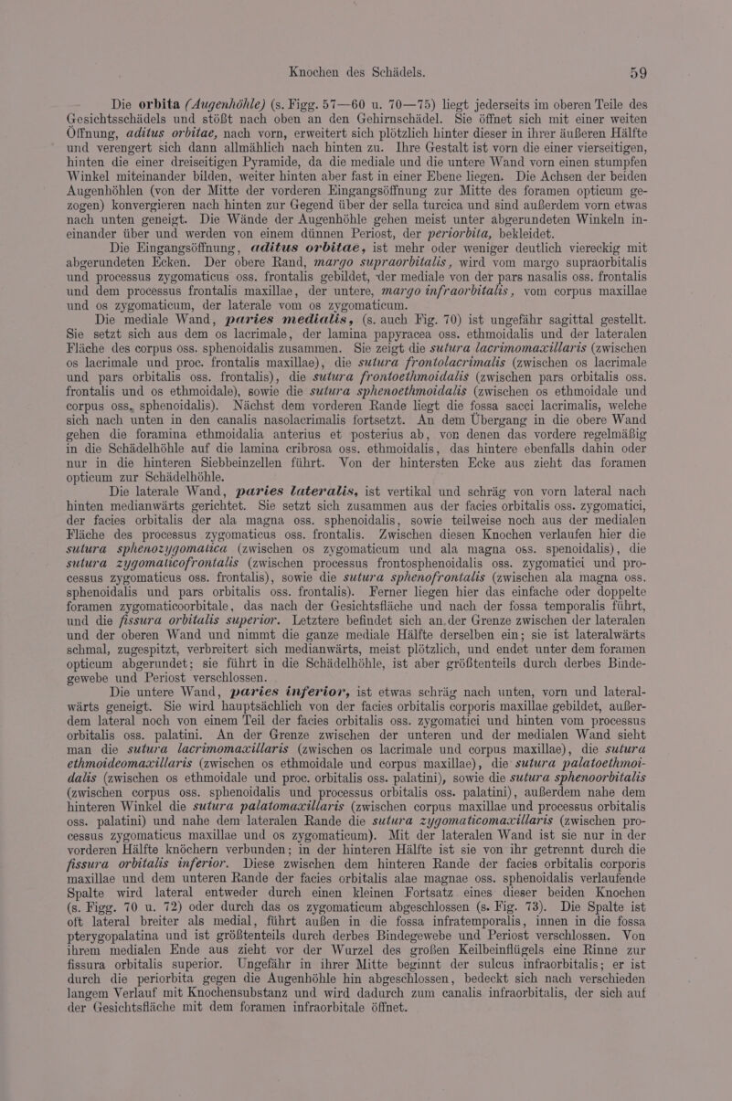 Die orbita (Augenhéhle) (s. Figg. 57—60 u. 70—75) liegt jederseits im oberen Teile des Gesichtsschadels und stéB8t nach oben an den Gehirnschidel. Sie offnet sich mit einer weiten Offnung, aditus orbitae, nach vorn, erweitert sich plotzlich hinter dieser in ihrer iuBeren Hialfte und verengert sich dann allmihlich nach hinten zu. Ihre Gestalt ist vorn die einer vierseitigen, hinten die einer dreiseitigen Pyramide, da die mediale und die untere Wand vorn einen stumpfen Winkel miteinander bilden, weiter hinten aber fast in einer Ebene legen. Die Achsen der beiden Augenhohlen (von der Mitte der vorderen Hingangséffnung zur Mitte des foramen opticum ge- zogen) konvergieren nach hinten zur Gegend iiber der sella turcica und sind auferdem vorn etwas nach unten geneigt. Die Wande der Augenhohle gehen meist unter abgerundeten Winkeln in- einander tiber und werden von einem diinnen Periost, der periorbita, bekleidet. Die Eingangséffnung, aditus orbitae, ist mehr oder weniger deutlich viereckig mit abgerundeten Ecken. Der obere Rand, margo supraorbitalis, wird vom margo supraorbitalis und processus zygomaticus oss. frontalis gebildet, der mediale von der pars nasalis oss. frontalis und dem processus frontalis maxillae, der untere, margo infraorbitalis, vom corpus maxillae und os zygomaticum, der laterale vom os zygomaticum. Die mediale Wand, paries medialis, (s. auch Fig. 70) ist ungefaihr sagittal gestellt. Sie setzt sich aus dem os lacrimale, der lamina papyracea oss. ethmoidalis und der lateralen Fliiche des corpus oss. sphenoidalis zusammen. Sie zeigt die sufura lacrimomacillaris (zwischen os lacrimale und proc. frontalis maxillae), die sutura frontolacrimalis (zwischen os lacrimale und pars orbitalis oss. frontalis), die sutura frontoethmoidalis (zwischen pars orbitalis oss. frontalis und os ethmoidale), sowie die sutura sphenoethmoidalis (zwischen os ethmoidale und corpus oss. sphenoidalis). Niachst dem vorderen Rande liegt die fossa sacci lacrimalis, welche sich nach unten in den canalis nasolacrimalis fortsetzt. An dem Ubergang in die obere Wand gehen die foramina ethmoidalia anterius et posterius ab, von denen das vordere regelmabig in die Schadelhéhle auf die lamina cribrosa oss. ethmoidalis, das hintere ebenfalls dahin oder nur in die hinteren Siebbeinzellen fiihrt. Von der hintersten Ecke aus zieht das foramen opticum zur Schadelhohle. Die laterale Wand, paries lateralis, ist vertikal und schrag von vorn lateral nach hinten medianwarts gerichtet. Sie setzt sich zusammen aus der facies orbitalis oss. zygomatici, der facies orbitalis der ala magna oss. sphenoidalis, sowie teilweise noch aus der medialen Fliche des processus zygomaticus oss. frontalis. Zwischen diesen Knochen verlaufen hier die sutura sphenozygomatica (zwischen os zygomaticum und ala magna oss. spenoidalis), die sutura zygomaticofrontalis (zwischen processus frontosphenoidalis oss. zygomatici und pro- cessus zygomaticus oss. frontalis), sowie die sutura sphenofrontalis (zwischen ala magna oss. sphenoidalis und pars orbitalis oss. frontalis). Ferner liegen hier das einfache oder doppelte foramen zygomaticoorbitale, das nach der Gesichtsfliche und nach der fossa temporalis fiihrt, und die fissura orbitalis superior. Letztere befindet sich an.der Grenze zwischen der lateralen und der oberen Wand und nimmt die ganze mediale Hialfte derselben ein; sie ist lateralwarts schmal, zugespitzt, verbreitert sich medianwirts, meist plotzlich, und endet unter dem foramen opticum abgerundet; sie fiihrt in die Schadelhohle, ist aber gréftenteils durch derbes Binde- gewebe und Periost verschlossen. Die untere Wand, paries inferior, ist etwas schrig nach unten, vorn und lateral- warts geneigt. Sie wird hauptsachlich von der facies orbitalis corporis maxillae gebildet, auBer- dem lateral noch von einem Teil der facies orbitalis oss. zygomatici und hinten vom processus orbitalis oss. palatini. An der Grenze zwischen der unteren und der medialen Wand sieht man die sutura lacrimomacxillaris (zwischen os lacrimale und corpus maxillae), die suéura ethmoideomaxillaris (zwischen os ethmoidale und corpus maxillae), die sutura palatoethmot- dalis (zwischen os ethmoidale und proc. orbitalis oss. palatini), sowie die sutura sphenoorbitalis (zwischen corpus oss. sphenoidalis und processus orbitalis oss. palatini), auferdem nahe dem hinteren Winkel die sutura palatomaxillaris (zwischen corpus maxillae und processus orbitalis oss. palatini) und nahe dem lateralen Rande die sutura zygomaticomaxillaris (zwischen pro- cessus zygomaticus maxillae und os zygomaticum). Mit der lateralen Wand ist sie nur in der vorderen Hialfte knéchern verbunden; in der hinteren Halfte ist sie von ihr getrennt durch die fissura orbitalis inferior. Diese zwischen dem hinteren Rande der facies orbitalis corporis maxillae und dem unteren Rande der facies orbitalis alae magnae oss. sphenoidalis verlaufende Spalte wird lateral entweder durch einen kleinen Fortsatz. eines dieser beiden Knochen (s. Figg. 70 u. 72) oder durch das os zygomaticum abgeschlossen (s. Fig. 73). Die Spalte ist oft lateral breiter als medial, fiihrt auBen in die fossa infratemporalis, innen in die fossa pterygopalatina und ist gréBtenteils durch derbes Bindegewebe und Periost verschlossen. Von ihrem medialen Ende aus zieht vor der Wurzel des grofen Keilbeinfliigels eine Rinne zur fissura orbitalis superior. Ungefihr in ihrer Mitte beginnt der sulcus infraorbitalis; er ist durch die periorbita gegen die Augenhéhle hin abgeschlossen, bedeckt sich nach verschieden langem Verlauf mit Knochensubstanz und wird dadurch zum canalis infraorbitalis, der sich auf der Gesichtsfliiche mit dem foramen infraorbitale 6ffnet.