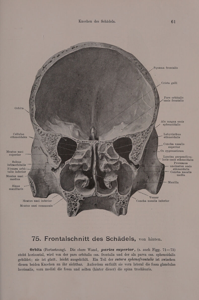 .Squama frontalis a _Crista galli a“ of Pars orbitalis ; Ae y ossis frontalis Orbita, Ala magna ossis a sphenoidalis Cellulae Labyrinthus ethmoidales ~s, -—~ ethmoidalis _~ Concha nasalis superior __Os zy gomaticum * Meatus nasi SUpCrION een Lamina perpendicu- ~ laris ossis ethmoidalis ‘ Sulcus AGS Processus infraorbitalis | --- uncinatus ossis Fissura orbi----4 Mul “4 . ethmoidalis talis inferior “4 a - imams ---- Concha nasalis Meatus nasi -- media medius --- Maxilla Sinus --- maxillaris ‘Vomer Concha nasalis inferior Meatus nasi inferior Mecatus nasi communis * 75. Frontalschnitt des Schadels, von hinten. Orbita (Fortsetzung). Die obere Wand, paries superior, (s. auch Figg. 71—73) steht horizontal, wird von der pars orbitalis oss. frontalis und der ala parva oss. sphenoidalis gebildet; sie ist glatt, leicht ausgehéhlt. Ein Teil der sutura sphenofrontalis ist zwischen diesen beiden Knochen an ihr sichtbar. AuSerdem enthilt sie vorn lateral die fossa glandulae lacrimalis, vorn medial die fovea und selten (hinter dieser) die spina trochlearis.