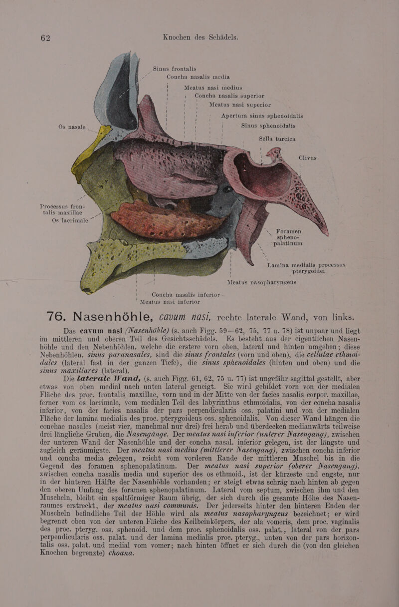 Sinus frontalis Concha nasalis media Meatus nasi medius Concha nasalis superior Meatus nasi superior i | ee : . Apertura sinus sphenoidalis Os nasale _ Sinus sphenoidalis 4 ! i \ | | | \ ! | ] Sella turcica = i — Processus fron- talis maxillae ° om. Os lacrimale Foramen spheno- “ palatinum Lamina medialis processus \ ' pterygoidei Meatus nasopharyngeus Concha nasalis inferior \ Cm et . Meatus nasi inferior 76. Nasenhohle, cavum nasi, rechte laterale Wand, von links. Das cavum nasi (Nasenhdhle) (s. auch Figg. 59—62, 75, 77 u. 78) ist unpaar und liegt im mittleren und oberen Teil des Gesichtsschidels. Es besteht aus der eigentlichen Nasen- héhle und den Nebenhohlen, welche die erstere vorn oben, lateral und hinten umgeben; diese Nebenhéhlen, sinus paranasales, sind die sinus frontales (vorn und oben), die cellulae ethmoi- dales (lateral fast in der ganzen Tiefe), die sinus sphenotdales (hinten und oben) und die sinus maxillares (lateral). Die laterale Wand, (s. auch Figg. 61, 62, 75 u. 77) ist ungefahr sagittal gestellt, aber etwas yon oben medial nach unten lateral geneigt. Sie wird gebildet vorn von der medialen Flache des proc. frontalis maxillae, vorn und in der Mitte von der facies nasalis corpor. maxillae, ferner vom os Jacrimale, vom medialen Teil des labyrinthus ethmoidalis, von der concha nasalis inferior, von der facies nasalis der pars perpendicularis oss. palatini und von der medialen Flache der lamina medialis des proc. pterygoideus oss. sphenoidalis. Von dieser Wand hangen die conchae nasales (imeist vier, manchmal nur drei) frei herab und iiberdecken medianwarts teilweise drei lingliche Gruben, die Nasengdnge. Der meatus nasi inferior (unterer Nasengang), zwischen der unteren Wand der Nasenhohle und der concha nasal. inferior gelegen, ist der liingste und zugleich geriumigste. Der meatus nasi medius (mittlerer Nasengang), zwischen concha inferior und concha media gelegen, reicht vom vorderen Rande der mittleren Muschel bis in die Gegend des foramen sphenopalatinum. Der meatus nast superior (oberer Nasengany), zwischen concha nasalis media und superior des os ethmoid., ist der kiirzeste und engste, nur in der hinteren Hilfte der Nasenhéhle vorhanden; er steigt etwas schrag nach hinten ab gegen den oberen Umfang des foramen sphenopalatinum. Lateral vom septum, zwischen ihm und den Muscheln, bleibt ein spaltférmiger Raum iibrig, der sich durch die gesamte Héhe des Nasen- raumes erstreckt, der meaius nasi communis. Der jederseits hinter den hinteren Enden der Muscheln befindliche Teil der Héhle wird als meatus nasopharyngeus bezeichnet; er wird begrenzt oben von der unteren Fliiche des Keilbeinkérpers, der ala vomeris, dem proc. vaginalis des proc. pteryg. oss. sphenoid. und dem proc. sphenoidalis oss. palat., lateral von der. pars perpendicularis oss. palat. und der lamina medialis proc. pteryg., unten von der pars horizon- talis oss. palat. und medial vom vomer; nach hinten 6ffnet er sich durch die (von den gleichen Knochen begrenzte) choana.