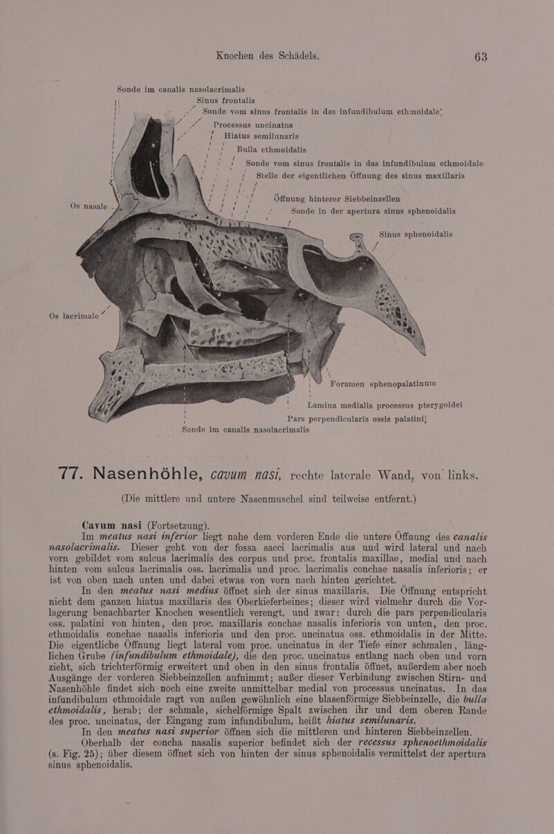 Sonde im canalis nasolacrimalis Sinus frontalis 7 . . : ’ _ Sonde vom sinus frontalis in das infundibulum ethmoidale’ f va we Processus uncinatus ! ° . ° Pe, ; Hiatus semilunaris if } Ref Bulla ethmoidalis / ns | Sonde vom sinus frontalis in das infundibulum ethmoidale ‘ Stelle der eigentlichen Offnung des sinus maxillaris V7) Offnung hinterer Siebbeinzellen Sonde in der apertura sinus sphenoidalis Sinus sphenoidalis : 7 Os lacrimale Foramen sphenopalatinum Lamina medialis processus pterygoidei Pars perpendicularis ossis palatini} Sonde im canalis nasolacrimalis ¢(f. Nasenhdohle, cavum nasi, rechte laterale Wand, von links. (Die mittlere und untere Nasenmuschel sind teilweise entfernt.) Cavum nasi (Fortsetzung). } Im meatus nasi inferior liegt nahe dem vorderen Ende die untere Offnung des canalis nasolacrimalis. Dieser geht von der fossa sacci lacrimalis aus und wird lateral und nach vorn gebildet vom sulcus lacrimalis des corpus und proc. frontalis maxillae, medial und nach hinten vom sulcus lacrimalis oss. lacrimalis und proc. lacrimalis conchae nasalis inferioris; er ist von oben nach unten und dabei etwas von vorn nach hinten gerichtet. _ In den meatus nasi medius offnet sich der sinus maxillaris. Die Offnung entspricht nicht dem ganzen hiatus maxillaris des Oberkieferbeines; dieser wird vielmehr durch die Vor- lagerung benachbarter Knochen wesentlich verengt, und zwar: durch die pars perpendicularis oss. palatini von hinten, den proc. maxillaris conchae nasalis inferioris von unten, den proc. ethmoidalis conchae nasalis inferioris und den proc. uncinatus oss. ethmoidalis in der Mitte. Die eigentliche Offnung liegt lateral vom proc. uncinatus in der Tiefe einer schmalen, ling- lichen Grube (tnfundibulum ethmoidale), die den proc. uncinatus entlang nach oben und vorn zieht, sich trichterformig erweitert und oben in den sinus frontalis 6ffnet, auferdem aber noch Ausginge der vorderen Siebbeinzellen aufnimmt; aufer dieser Verbindung zwischen Stirn- und Nasenhohle findet sich noch eine zweite unmittelbar medial von processus uncinatus. In das infundibulum ethmoidale ragt von auBen gewohnlich eine blasenformige Siebbeinzelle, die bulla ethmoidalis, herab; der schmale, sichelférmige Spalt zwischen ihr und dem oberen Rande des proc. uncinatus, der Kingang zum infundibulum, heiBt hiatus semilunaris. In den meatus nast superior offnen sich die mittleren und hinteren Siebbeinzellen. Oberhalb der concha nasalis superior befindet sich der recessus sphenoethmoidalis (s. Fig. 25); tiber diesem 6ffnet sich von hinten der sinus sphenoidalis vermittelst der apertura sinus sphenoidalis.