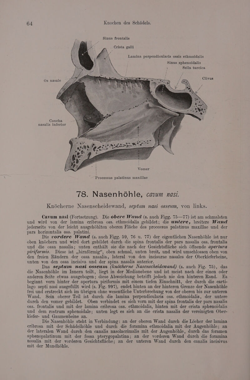 Sinus frontalis Crista galli Lamina perpendicularis ossis ethmoidalis Sinus sphenoidalis j Sella turcica Os nasale Clivus Concha nasalis inferior 78. Nasenhohle, cavum nasi. Knoécherne Nasenscheidewand, septum nasi ossewm, von links. Cavum nasi (Fortsetzung). Die obere Wand (s. auch Figg. 75—77) ist am schmalsten und wird von der lamina cribrosa oss. ethmoidalis gebildet; die wntere, breitere Wand jederseits von der leicht ausgehdhlten oberen Flache des processus palatinus maxillae und der pars horizontalis oss. palatini. Die vordere Wand (s. auch Figg. 59, 76 u. 77) der eigentlichen Nasenhohle ist nur oben knéchern und wird dort gebildet durch die spina frontalis der pars nasalis oss. frontalis und die ossa nasalia; unten enthalt sie die nach der Gesichtsfliche sich 6ffnende apertura piriformis. Tiese ist ,,birnformig“, oben schmal, unten breit, und wird umschlossen oben von den freien Randern der ossa nasalia, lateral von den incisurae nasales der Oberkieferbeine, unten von den ossa incisiva und der spina nasalis anterior. Das septum nasi osseum (knécherne Nasenscheidewand) (s. auch Fig. 75), das die Nasenhéhle im Innern teilt, liegt in der Medianebene und ist meist nach der einen oder anderen Seite etwas ausgebogen; diese Abweichung betrifft jedoch nie den hinteren Rand. Es beginnt vorn hinter der apertura piriformis mit einem tiefen Einschnitt, der durch die carti- lago septi nasi ausgefiillt wird (s. Fig. 997), endet hinten an der hinteren Grenze der Nasenhéhle frei und erstreckt sich im iibrigen ohne wesentliche Unterbrechung von der oberen bis zur unteren Wand. Sein oberer Teil ist durch die lamina perpendicularis oss. ethmoidalis, der untere durch den vomer gebildet. Oben verbindet es sich vorn mit der spina frontalis der pars nasalis oss. frontalis und mit der lamina cribrosa oss. ethmoidalis, hinten mit der crista sphenoidalis und dem rostrum sphenoidale; unten legt es sich an die crista nasalis der vereinigten Ober- kiefer- und Gaumenbeine an. Die Nasenhéhle steht in Verbindung: an der oberen Wand durch die Liécher der lamina cribrosa mit der Schidelhéhle und durch die foramina ethmoidalia mit der Augenhéhle; an der lateralen Wand durch den canalis nasolacrimalis mit der Augenhéhle, durch das foramen sphenopalatinum mit der fossa pterygopalatina; an der vorderen Wand durch die foramina nasalia mit der vorderen Gesichtsfliche; an der unteren Wand durch den canalis incisivus: mit der Mundhéhle.