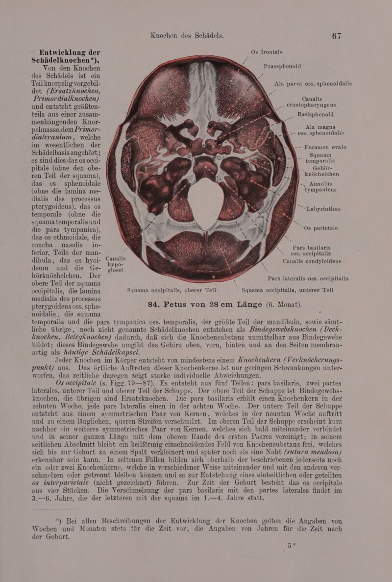 Entwicklung der ipa - Os frontale Schiidelknochen*). cers Von den Knochen des Schidels ist ein Praesphenoid Teil knorpelig vorgebil- Ala parva oss. sphenoidalis det (Ersatzknochen, Primordialknochen) Canalis und entsteht gréBten- _-- craniopharyngeus teils aus einer zusam- menhangenden Knor- pelmasse,dem Primor- dialcranium, welche im wesentlichen der Schiidelbasis angehort ; _ Basisphenoid , Ala magna ) -— oss. Sphenoidalis \--- Foramen ovale : : f Squama es sind dies das os occi- ~~ temporalis pitale (ohne den obe- .. Gehir- knochelchen ren Teil der squama), das os sphenoidale (ohne die lamina me- dialis des processus pterygoideus), das os temporale (ohne die squama temporalis und die pars tympanica), das os ethmoidale, die concha nasalis_ in- ferior, Teile der man- i dibula, das os hyoi- Pairs deum und die Ge- jjht; #~. Annulus &gt; tympanicus j “&gt;: Labyrinthus ~ Os parietale Pars basilaris \ oss. occipitalis Canalis condyloideus i ¥ glossi . hérknéchelchen. Der Pars lateralis oss. occipitalis obere Teil der squama \ \ occipitalis, die lamina Squama occipitalis, oberer Teil: ‘ Squama occipitalis, unterer Teil medialis des processus __ ss pterygoideus oss. sphe- 84. Fetus von 28cm Lange (6. Monat). noidalis, die squama temporalis und die pars tympanica oss. temporalis, der gréfte Teil der mandibula, sowie simt- liche tibrige, noch nicht genannte Schidelknochen entstehen als Bindegewebsknochen (Deck- knochen, Belegknochen) dadurch, daB sich die Knochensubstanz unmittelbar aus Bindegewebe bildet; dieses Bindegewebe umgibt das Gehirn oben, vorn, hinten und an den Seiten membran- artig als hdutige Schddelkapsel. Jeder Knochen im Kérper entsteht von mindestens einem Anochenkern (Verknécherungs- punkt) aus. Das ortliche Auftreten dieser Knochenkerne ist nur geringen Schwankungen unter- worfen, das zeitliche dagegen zeigt starke individuelle Abweichungen. Os occipitale (s. Figg.79—87). Es entsteht aus fiinf Teilen: pars basilaris, zwei partes jaterales, unterer Teil und oberer Teil der Schuppe. Der obere Teil der Schuppe ist Bindegewebs- knochen, die tibrigen sind Ersatzknochen. Die pars basilaris erhalt einen Knochenkern in der zehbnten Woche, jede pars lateralis emen in der achten Woche. Der untere Teil der Schuppe entsteht aus einem symmetrischen Paar von Kernen, welches in der neunten Woche auftritt und zu einem linglichen, queren Streifen verschmilzt. Im oberen Teil der Schuppe erscheint kurz nachher ein weiteres symmetrisches Paar von Kernen, welches sich bald miteinander verbindet und in seiner ganzen Linge mit dem oberen Rande des ersten Paares vereinigt; in seinem seitlichen Abschnitt bleibt ein keilformig einschneidendes Feld von Knochensubstanz frei, welches sich bis zur Geburt zu einem Spalt verkleinert und spiater noch als eine Naht (sutura mendosa) erkennhar sein kann. In seltenen Fallen bilden sich oberhalb der beschriebenen jederseits noch ein oder zwei Knochenkerne, welche in verschiedener Weise miteinander und mit den anderen ver- schmelzen oder getrennt bleiben kénnen und so zur Entstehung eines einheitlichen oder geteilten os interparietale (nicht gezeichnet) fiihren. Zur Zeit der Geburt besteht das os occipitale aus vier Stiicken. Die Verschmelzung der pars basilaris mit den partes laterales findet im 3.—6. Jahre, die der letzteren mit der squama im 1.—4. Jahre statt. *) Bei allen Beschreibungen der Entwicklung der Knochen gelten die Angaben von Wochen und Monaten stets fiir die Zeit vor, die Angaben von Jahren fiir die Zeit nach der Geburt. 5*