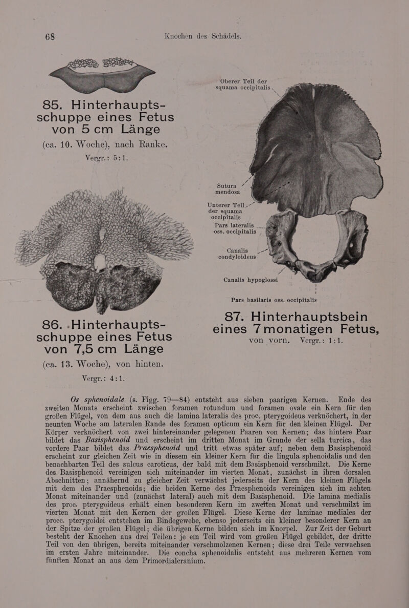 Oberer Teil der squama occipitalis , ~ 85. Hinterhaupts- schuppe eines Fetus von 5cm Lange (ca. 10. Woche), nach Ranke. 7 Sutura 7% mendosa Unterer Teil ~~ — der squama occipitalis Pars lateralis ___ oss. occipitalis Canalis condyloideus Canalis hypoglossi Pars basilaris oss. occipitalis 87. Hinterhauptsbein 86. -Hinterhaupts- eines 7monatigen Fetus, schuppe eines Fetus VOD (VOI. Vergt.c, lone von 7,5cm Lange (ca. 18. Woche), von hinten. Vergr.27 431. Os sphenoidale (s. Figg. 79—84) entsteht aus sieben paarigen Kernen. Ende des zweiten Monats erscheint zwischen foramen rotundum und foramen ovale ein Kern fiir den grofen Fliigel, von dem aus auch die lamina lateralis des proc. pterygoideus verknochert, in der neunten Woche am lateralen Rande des foramen opticum ein Kern fiir den kleinen Fliigel. Der Kérper verknéchert von zwei hintereinander gelegenen Paaren von Kernen; das hintere Paar bildet das Bastsphenoid und erscheint im dritten Monat im Grunde der sella turcica, das vordere Paar bildet das Praesphenoid und tritt etwas spiter auf; neben dem Basisphenoid erscheint zur gleichen Zeit wie in diesem ein kleiner Kern fiir die lingula sphenoidalis und den benachbarten Teil des sulcus caroticus, der bald mit dem Basisphenoid verschmilzt. Die Kerne des Basisphenoid vereinigen sich miteinander im vierten Monat, zunichst in ihren dorsalen Abschnitten; annihernd zu gleicher Zeit verwiachst jederseits der Kern des kleinen Fliigels mit dem des Praesphenoids; die beiden Kerne des Praesphenoids vereinigen sich im achten Monat miteinander und (zuniachst lateral) auch mit dem Basisphenoid. Die lamina medialis des proc. pterygoideus erhailt einen besonderen Kern im zwetten Monat und verschmilzt im vierten Monat mit den Kernen der grofen Fliigel. Diese Kerne der laminae mediales der proce. pterygoidei entstehen im Bindegewebe, ebenso jederseits ein kleiner besonderer Kern an der Spitze der grofen Fliigel; die iibrigen Kerne bilden sich im Knorpel. Zur Zeit der Geburt besteht der Knochen aus drei Teilen: je ein Teil wird vom grofen Fliigel gebildet, der dritte Teil von den iibrigen, bereits miteinander verschmolzenen Kernen; diese drei Teile verwachsen im ersten Jahre miteinander. Die concha sphenoidalis entsteht aus mehreren Kernen yom fiinften Monat an aus dem Primordialcranium.