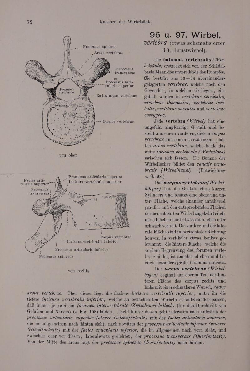 _.-Processus spinosus z Arcus vertebrae Processus uy ~~~ transversus ae Processus arti- cularis superior -=&lt;$-&lt;2¢ 7 Foramen vertebrale _ / Oe Ge Lillia) @ arin h aa ) if --- Corpus vertebrae von oben , Processus articularis superior Facies arti- Incisura vertebralis superior cularis superior ---/* ae Processus , Wy transversus} ‘ i Tie ‘i nite: Ni f 1) pie of of) mae | ie ie { WAN ace ) Ne alin Corpus vertebrae Incisura vertebralis inferior Processus articularis inferior Processus spinosus von rechts arcus vertebrae. 96 u. 97. Wirbel, vertebra (etwas schematisierter 10. Brustwirbel). Die columna vertebralis (Wir- belsdule) erstreckt sich von der Schiadel- basis bis an das untere Ende des Rumpfes. Sie besteht aus 33—34 iibereinander- gelagerten vertebrae, welche nach den Gegenden, in welchen sie liegen, ein- geteilt werden in vertebrae cervicales, vertebrae thoracales, vertebrae lum- bales, vertebrae sacrales und vertebrae coccygeue. Jede vertebra (Wirbel) hat cine ungefahr ringformige Gestalt und be- steht aus einem vorderen, dicken corpus vertebrae und einem schwicheren, plat- ten arcus vertebrae, welche beide das weite foramen vertebrale (Wirbelloch) zwischen sich fassen. Die Summe der Wirbellécher bildet den canals verte- bralis (Wirbelkanal). (Entwicklung s. S. 98.) Das corpus vertebrae (Wirbel- kérper) hat. die Gestalt eines kurzen Zylinders und besitzt eine obere und un- tere Fliche, welche einander annihernd parallel und den entsprechenden Flaichen der benachbarten Wirbel zugekehrt sind: diese Flaichen sind etwas rauh, eben Ser schwach vertieft. Die vordere und die late- rale Flache sind in horizontaler Richtung konvex, in vertikaler etwas konkav ge- kriimmt; die hintere Flache, welche die vordere Begrenzung des foramen verte- brale bildet, ist annihernd eben und be- sitzt besonders grofie foramina nutricia. Der arcus vertebrae (Wirbel- bogen) beginnt am oberen Teil der hin- teren Fliche des corpus rechts und links mit einer schmaleren Wurzel, radix unter ihr die Gefafen und Nerven) (s. Fig. 108) bilden. zwischen oder yor diesen,