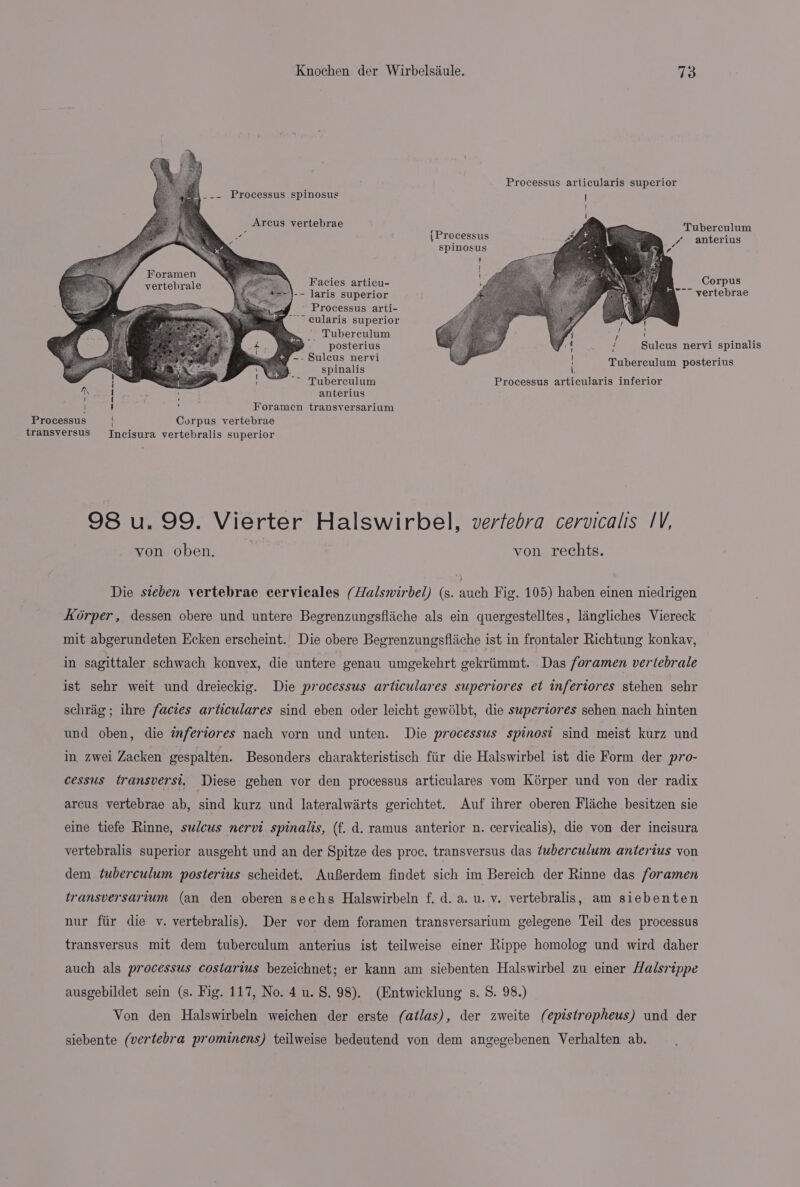 Processus articularis superior __— Processus spinosus Tuberculum r (Processus / anterius spinosus Foramen vertebrale Facies articu- Corpus -- laris superior *s fo ‘am vertebrae Processus arti- ig ’ ~~ cularis superior | Tuberculum posterius ~- Suleus nervi spinalis ~ Tuberculum Processus articularis inferior anterius Foramen transyersarium Corpus vertebrae ncisura vertebralis superior i ) race. Sulcus nervi spinalis Tuberculum posterius Processus transversus be ee 98 u. 99. Vierter Halswirbel, vertebra cervicalis 1V, von oben. von rechts. Die steben vertebrae cervicales (Halswirbel) (s. auch Fig. 105) haben einen niedrigen Korper, dessen obere und untere Begrenzungsflache als ein quergestelltes, langliches Viereck mit abgerundeten Ecken erscheint. Die obere Begrenzungsfliche ist in frontaler Richtung konkav, in sagittaler schwach konvex, die untere genau umgekehrt gekriimmt. Das foramen vertebrale ist sehr weit und dreieckig. Die processus articulares superiores et infertores stehen sehr schriig; ihre facies articulares sind eben oder leicht gewélbt, die superiores sehen nach hinten und oben, die ¢nfertores nach vorn und unten. Die processus spinost sind meist kurz und in, zwei Zacken gespalten. Besonders charakteristisch fiir die Halswirbel ist die Form der pro- cessus transverst, Diese gehen vor den processus articulares vom Kérper und von der radix arcus vertebrae ab, sind kurz und lateralwirts gerichtet. Auf ihrer oberen Fliche besitzen sie eine tiefe Rinne, sulcus nervi spinalis, (f. d. ramus anterior n. cervicalis), die von der incisura vertebralis superior ausgeht und an der Spitze des proc. transversus das tuberculum anterius yon dem tuberculum posterius scheidet. Au8erdem findet sich im Bereich der Rinne das foramen transversarium (an den oberen sechs Halswirbeln f. d. a. u. v. vertebralis, am siebenten nur fiir die v. vertebralis). Der vor dem foramen transversarium gelegene Teil des processus transversus mit dem tuberculum anterius ist teilweise einer Rippe homolog und wird daher auch als processus costartus bezeichnet; er kann am siebenten Halswirbel zu einer Halsrippe ausgebildet sein (s. Fig. 117, No. 4 u. S. 98). (Entwicklung s. 8. 98.) Von den Halswirbeln weichen der erste (atlas), der zweite (epistropheus) und der siebente (vertebra prominens) teilweise bedeutend von dem angegebenen Verhalten ab.