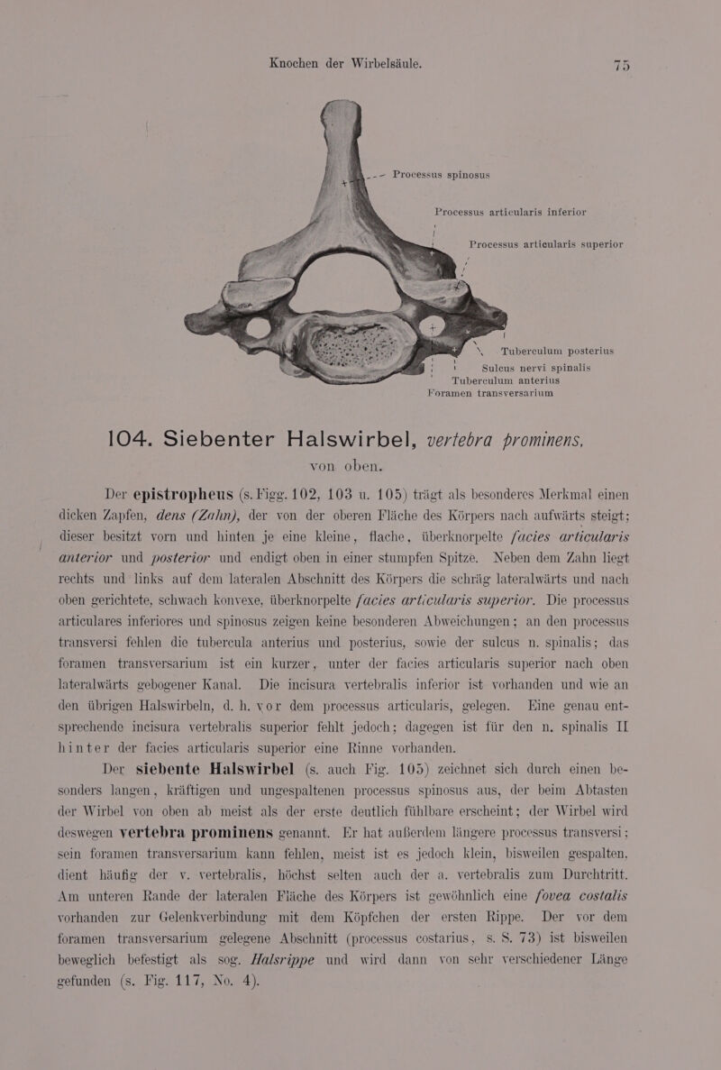 _-- Processus spinosus Processus articularis inferior Processus articularis superior \. Tuberculum posterius Suleus nervi spinalis Tuberculum anterius Foramen transversarium i} ' ! ' 104. Siebenter Halswirbel, vertebra prominens, von oben. Der epistropheus (s. Figg. 102, 103 u. 105) triigt als besonderes Merkmal einen dicken Zapfen, dens (Zahn), der von der oberen Fliche des Koérpers nach aufwiirts steigt; dieser besitzt vorn und hinten je eine kleine, flache, tiberknorpelte /acies articularis anterior und posterior und endigt oben in einer stumpfen Spitze. Neben dem Zahn liegt rechts und links auf dem lateralen Abschnitt des Kérpers die schrig lateralwirts und nach oben gerichtete, schwach konvexe, tiberknorpelte facies articularis superior. Die processus articulares inferiores und spinosus zeigen keine besonderen Abweichungen; an den processus transversi fehlen die tubercula anterius und posterius, sowie der sulcus n. spinalis; das foramen transversarium ist ein kurzer, unter der facies articularis superior nach oben lateralwairts gebogener Kanal. Die incisura vertebralis inferior ist vorhanden und wie an den itbrigen Halswirbeln, d. h. yor dem processus. articularis, gelegen. Eine genau ent- sprechende incisura vertebralis superior fehlt jedoch; dagegen ist fiir den n. spinalis IL hinter der facies articularis superior eine Rinne vorhanden. Der siebente Halswirbel (s. auch Fig. 105) zeichnet sich durch einen be- sonders langen, kraftigen und ungespaltenen processus spinosus aus, der beim Abtasten der Wirbel von oben ab meist als der erste deutlich fiihlbare erscheint; der Wirbel wird deswegen vertebra prominens genannt. Er hat auferdem lingere processus transvers! ; sein foramen transversarium kann fehlen, meist ist es jedoch klein, bisweilen gespalten, dient hiufig der vy. vertebralis, héchst selten auch der a. vertebralis zum Durchtritt. Am unteren Rande der lateralen Fiche des Kérpers ist gewohnlich eine fovea costalis vorhanden zur Gelenkverbindung mit dem Képfehen der ersten Rippe. Der vor dem foramen transversarium gelegene Abschnitt (processus costarius, s. S. 73) ist bisweilen beweglich befestigt als sog. Halsrippe und wird dann von sehr yerschiedener Linge