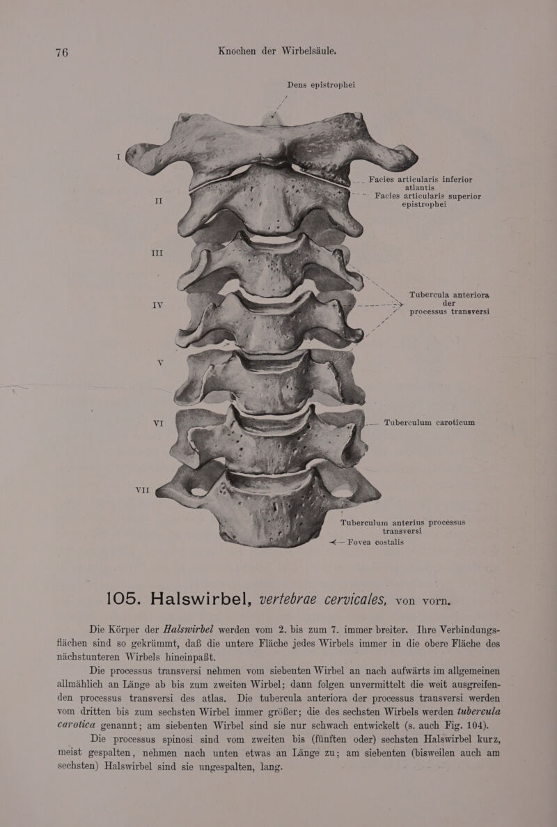 ___ Facies articularis inferior atlantis iT ~- Facies articularis superior epistropbei Til ae =&lt; SN Tubercula anteriora IV a der _¢ processus transversi V __— Tuberculum caroticum VII Tubercwlum anterius processus transversl &lt;--- Fovea costalis 105. Halswirbel, vertebrae cervicales, von vorn. Die Kérper der Halswirbel werden yom 2. bis zum 7. immer breiter. Ihre Verbindungs- flachen sind so gekriimmt, daB die untere Fliche jedes Wirbels immer in die obere Fliche des nachstunteren Wirbels hineinpaBt. | Die processus transversi nehmen vom siebenten Wirbel an nach aufwirts im allgemeinen allmihlich an Linge ab bis zum zweiten Wirbel; dann folgen unvermittelt die weit ausgreifen- den processus transversi des atlas. Die tubercula anteriora der processus transversi werden vom dritten bis zum sechsten Wirbel immer grifer; die des sechsten Wirbels werden tubercula carotica genannt; am siebenten Wirbel sind sie nur schwach entwickelt (s. auch Fig. 104). Die processus spinosi sind vom zweiten bis (fiinften oder) sechsten Halswirbel kurz, meist gespalten, nehmen nach unten etwas an Linge zu; am siebenten (bisweilen auch am sechsten) Halswirbel sind sie ungespalten, lang.