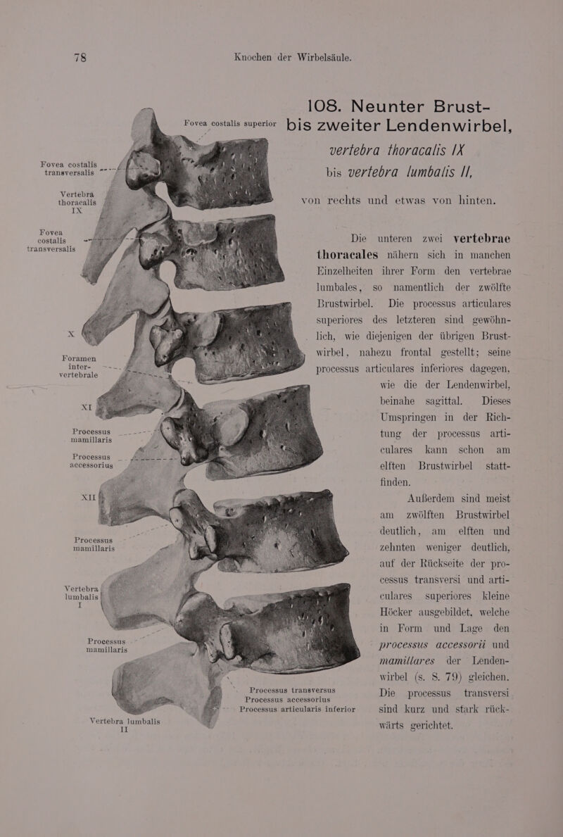 Fovea costalis =f transversalis “ / Vertebra thoracalis FONE Fovea costalis transversalis Foramen inter- ~~ vertebrale XI | Processus ___ mamillaris Processus __ f#peeeeae accessorius Processus mamillaris Vertebra/ © lumbalis Processus mamillaris Vertebra lumbalis II vertebra thoracalis 1X bis vertebra lumbatts 11, Die unteren zwei vertebrae thoraecales nihern sich in manchen Einzelheiten ihrer Form. den vertebrae lumbales, so namentlich der zwélfte Brustwirbel. Die processus articulares superiores des letzteren sind gewoéhn- lich, wie diejenigen der iibrigen Brust- wirbel, nahezu frontal gestellt; seine processus articulares inferiores dagegen, wie die der Lendenwirbel, beinahe sagittal. Dieses Umspringen in der Rich- tung der processus arti- culares kann schon am elften Brustwirbel _ statt- finden. AuBberdem sind meist am zwolften Brustwirbel deutlich, am _ elften und zehnten weniger deutlich, auf der Riickseite der pro- cessus transversi und arti- culares superiores kleine Hicker ausgebildet, welche in Form und Lage den processus accessorii und mamillares der Lenden- wirbel (s. S. 79) gleichen. Die processus — transversi warts gerichtet.