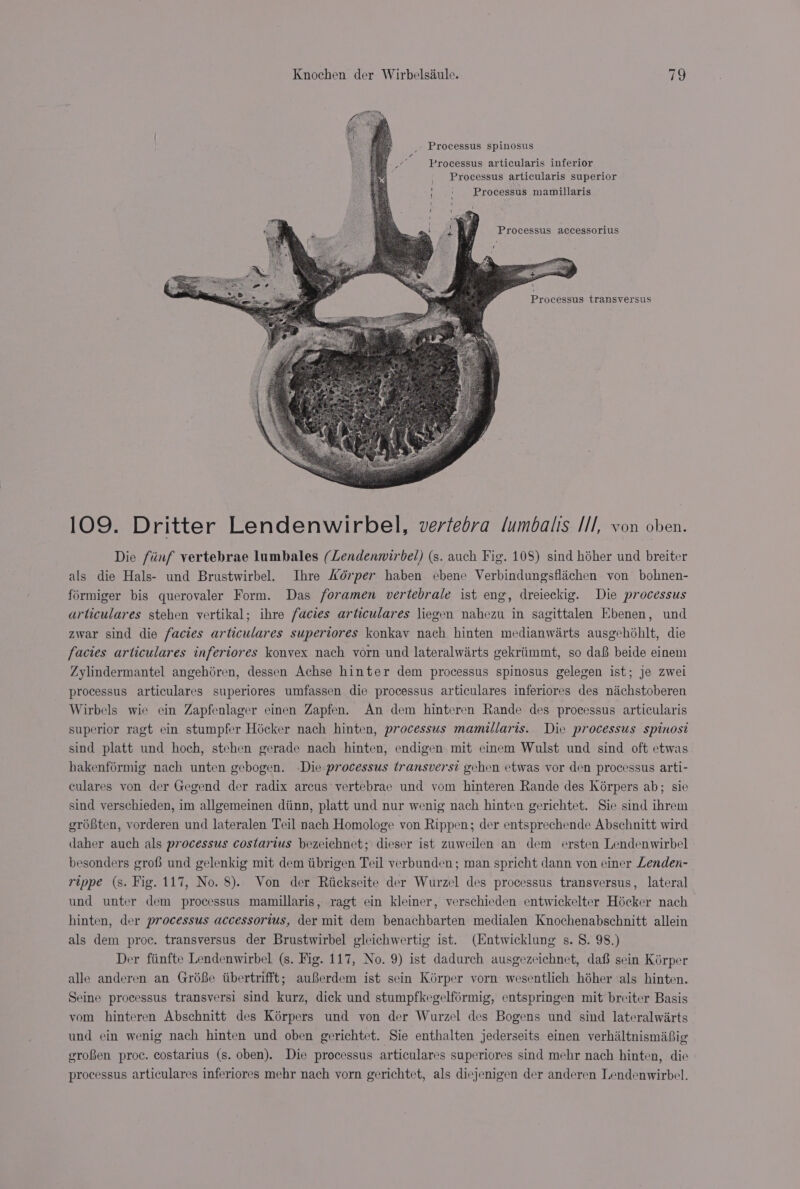 _ Processus spinosus wa Processus articularis inferior Processus articularis superior Processus mamillaris ) ‘ { ' ( ' t 109. Dritter Lendenwirbel, vertebra lumbalis Il, von ae Die fiéinf vertebrae lumbales (Lendenwirbel) (s. auch Fig. 108) sind héher und breiter als die Hals- und Brustwirbel. Ihre Aérper haben ecbene Verbindungsflachen von bohnen- formiger bis querovaler Form. Das foramen vertebrale ist eng, dreieckig. Die processus articulares stehen vertikal; ihre facies articulares liegen nahezu in sagittalen Ebenen, und zwar sind die facies articulares superiores konkav nach hinten medianwarts ausgehohlt, die facies articulares inferiores konvex nach vorn und lateralwarts gekriimmt, so da8 beide einem Zylindermantel angehéren, dessen Achse hinter dem processus spinosus gelegen ist; je zwel processus articulares superiores umfassen die processus articulares inferiores des nachstoberen Wirbels wie ein Zapfenlager einen Zapfen. An dem hinteren Rande des processus articularis superior ragt ein stumpfer Hicker nach hinten, processus mamillaris. Die processus spinosi sind platt und hoch, stehen gerade nach hinten, endigen mit einem Wulst und sind oft etwas hakenférmig nach unten gebogen. Die processus transversi gehen etwas vor den processus arti- culares von der Gegend der radix arcus vertebrae und vom hinteren Rande des Kérpers ab; sie sind verschieden, im allgemeinen dtinn, platt und nur wenig nach hinten gerichtet. Sie sind ihrem groéBten, vorderen und lateralen Teil nach Homologe von Rippen; der entsprechende Abschnitt wird daher auch als processus costarius bezeichnet; dieser ist zuweilen an dem ersten Lendenwirbel besonders grof und gelenkig mit dem tibrigen Teil verbunden; man spricht dann von einer Lenden- rippe (s. Fig. 117, No. 8). Von der Riickseite der Wurzel des processus transversus, lateral und unter dem processus mamillaris, ragt ein kleiner, verschieden entwickelter Hocker nach hinten, der processus accessorius, der mit dem benachbarten medialen Knochenabschnitt allein als dem proc. transversus der Brustwirbel gleichwertig ist. (Entwicklung s. 8. 98.) Der fiinfte Lendenwirbel (s. Fig. 117, No. 9) ist dadurch ausgezeichnet, daf sein Kérper alle anderen an GréBe tibertrifft; auBerdem ist sein Kérper vorn wesentlich héher als hinten. Seine processus transversi sind kurz, dick und stumpfkegelfo6rmig, entspringen mit breiter Basis vom hinteren Abschnitt des Kérpers und von der Wurzel des Bogens und sind lateralwirts und ein wenig nach hinten und oben gerichtet. Sie enthalten jederseits einen verhiltnismasig groBen proc. costarius (s. oben). Die processus articulares superiores sind mehr nach hinten, die processus articulares inferiores mehr nach vorn gerichtet, als diejenigen der anderen Lendenwirbel.