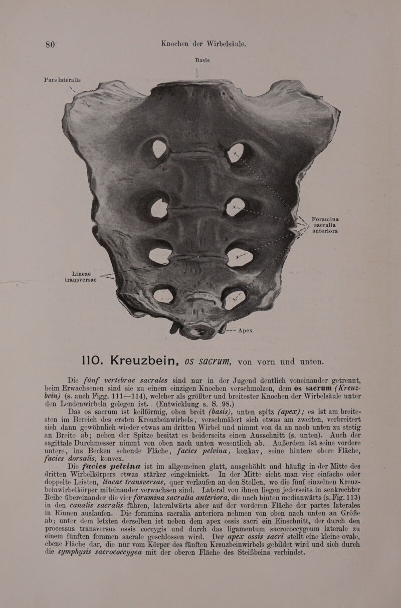 Basis Pars lateralis \. Foramina ~~, sacralia -_ _ ‘y; 7 anteriora Lineae transversae 110. Kreuzbein, OS Sacrum, von vorn und unten. Die ftinf vertebrae sacrales sind nur in der Jugend deutlich voneinander getrennt, beim Erwachsenen sind sie zu einem einzigen Knochen verschmolzen, dem 0s sacrum (freuz- bein) (s. auch Figg. 111—114), welcher als gréBter und breitester Knochen der Wirbelsaule unter den Lendenwirbeln gelegen ist.. (Entwicklung s. 8. 98.) Das os sacrum ist keilférmig, oben breit (basis), unten spitz (apex); es ist am breite- sten im Bereich des ersten Kreuzbeinwirbels, verschmilert sich etwas am zweiten, verbreitert sich dann gewohnlich.wieder etwas am dritten Wirbel und nimmt von da an nach unten zu stetig an Breite ab; neben der Spitze besitzt es beiderseits einen Ausschnitt (s. unten). Auch der sagittale Durchmesser nimmt von oben nach unten wesentlich ab. Auferdem ist seine vordere untere, ins Becken sehende Flache, facies pelvina, konkay, seine hintere obere Flache, facies dorsalis, konvex. Die facies pelvina ist im allgemeinen glatt, ausgehéhlt und hiufig in der Mitte des dritten Wirbelkérpers etwas starker eingeknickt. In der Mitte sieht man vier einfache oder doppelte Leisten, déneae transversae, quer verlaufen an den Stellen, wo die fiinf einzelnen Kreuz- beinwirbelkérper miteinander verwachsen sind. Lateral von ihnen liegen jederseits in senkrechter Reihe iibereinander die vier foramina sacralia anteriora, die nach hinten medianwiarts (s. Fig. 113) in den canalis sacralis fiihren, lateralwirts aber auf der vorderen Flache der partes laterales in Rinnen auslaufen. Die foramina sacralia anteriora nehmen von oben nach unten an Grife ab; unter dem letzten derselben ist neben dem apex ossis sacri ein Kinschnitt, der durch den | processus transversus ossis coccygis und durch das ligamentum sacrococcygeum laterale zu einem fiinften foramen sacrale geschlossen wird. Der apex ossis sacri stellt eine kleine ovale, ebene Flache dar, die nur vom Korper des fiinften Kreuzbeinwirbels gebildet wird und sich durch die symphysis sacrococcygea mit der oberen Flaiche des SteiBbeins verbindet.