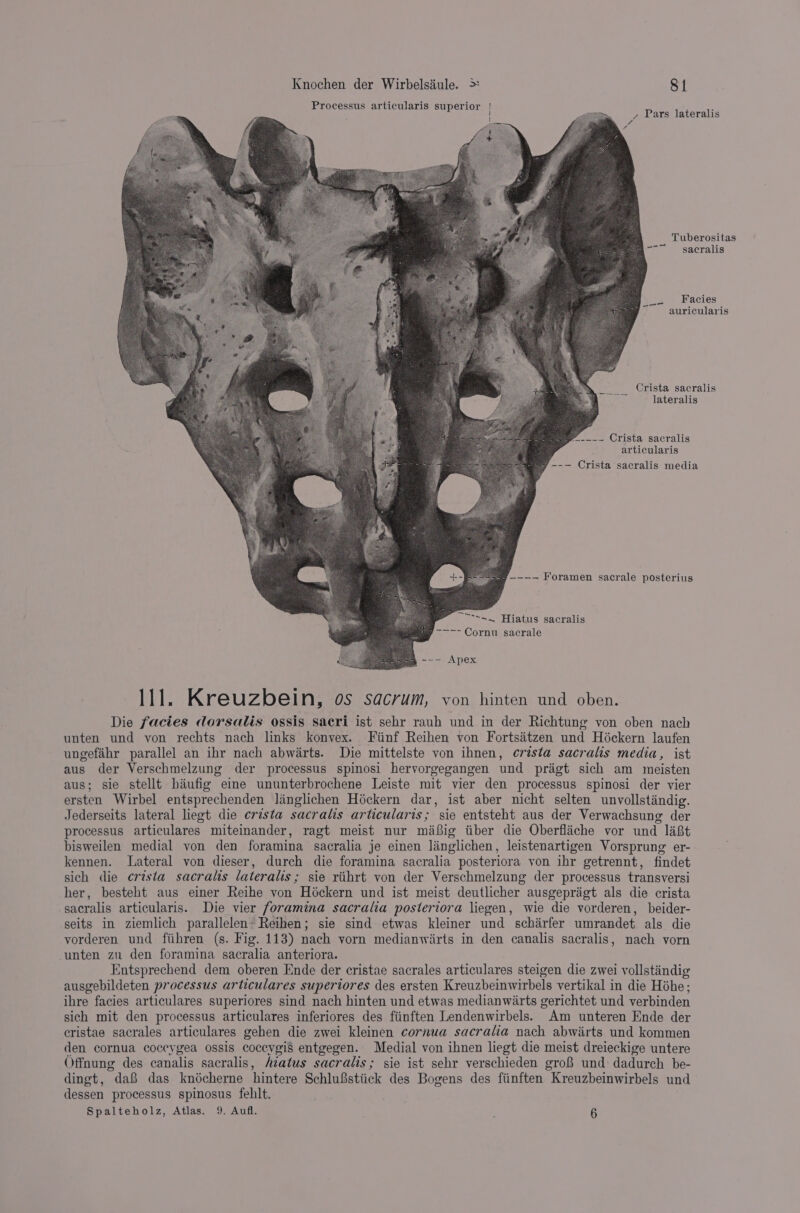 Processus articularis superior , Pars lateralis # I | y { he Tuberositas a _sacralis Facies auricularis Crista sacralis lateralis me -___ Crista sacralis articularis =) ---— Crista sacralis media ==) —--—— Foramen sacrale posterius ~“s&lt;. Hiatus sacralis a Cornu sacrale ee --- Apex PEL Kreuzbelin, OS Sacrum, von hinten und oben. Die facies dorsalis ossis sacri ist sehr rauh und in der Richtune von oben nach unten und von rechts nach links konvex. Fiinf Reihen von Fortsétzen und Héckern laufen ungefahr parallel an ihr nach abwarts. Die mittelste von ihnen, criésta sacralis media, ist aus der Verschmelzung der processus spinosi hervorgegangen und pragt sich am meisten aus; sie stellt haufig emme ununterbrochene Leiste mit vier den processus spinosi der vier ersten Wirbel entsprechenden linglichen Héckern dar, ist aber nicht selten unvollstindig. Jederseits lateral liegt die crista sacralis articularis; sie entsteht aus der Verwachsung der processus articulares miteinander, ragt meist nur mafig iiber die Oberflache vor und ligt bisweilen medial von den foramina sacralia je einen linglichen, leistenartigen Vorsprung er- kennen. Lateral von dieser, durch die foramina sacralia posteriora von ihr getrennt, findet sich die crista sacralis lateralis; sie riihrt von der Verschmelzung der processus transversi her, besteht aus einer Reihe von Hockern und ist meist deutlicher ausgeprigt als die crista sacralis articularis. Die vier foramina sacralia posteriora liegen, wie die vorderen, beider- seits in ziemlich parallelen’ Reihen; sie sind etwas kleiner und schirfer umrandet als die vorderen und fiihren (s. Fig. 113) nach vorn medianwiirts in den canalis sacralis, nach vorn unten zu den foramina sacralia anteriora. Entsprechend dem oberen Ende der cristae sacrales articulares steigen die zwei vollstindig ausgebildeten processus articulares superiores des ersten Kreuzbeinwirbels vertikal in die Hohe; ihre facies articulares superiores sind nach hinten und etwas medianwarts gerichtet und verbinden sich mit den processus articulares inferiores des fiinften Lendenwirbels. Am unteren Ende der cristae sacrales articulares gehen die zwei kleinen cornua sacralia nach abwirts und kommen den cornua coceygea ossis coceygis entgegen. Medial von ihnen liegt die meist dreieckige untere Offnung des canalis sacralis, Aiatus sacralis; sie ist sehr verschieden gro8 und dadurch be- dingt, daB das knécherne hintere Schlufstiick des Bogens des fiinften Kreuzbeinwirbels und dessen processus spinosus fellt. Spalteholz, Atlas. 9. Aufl. } 6