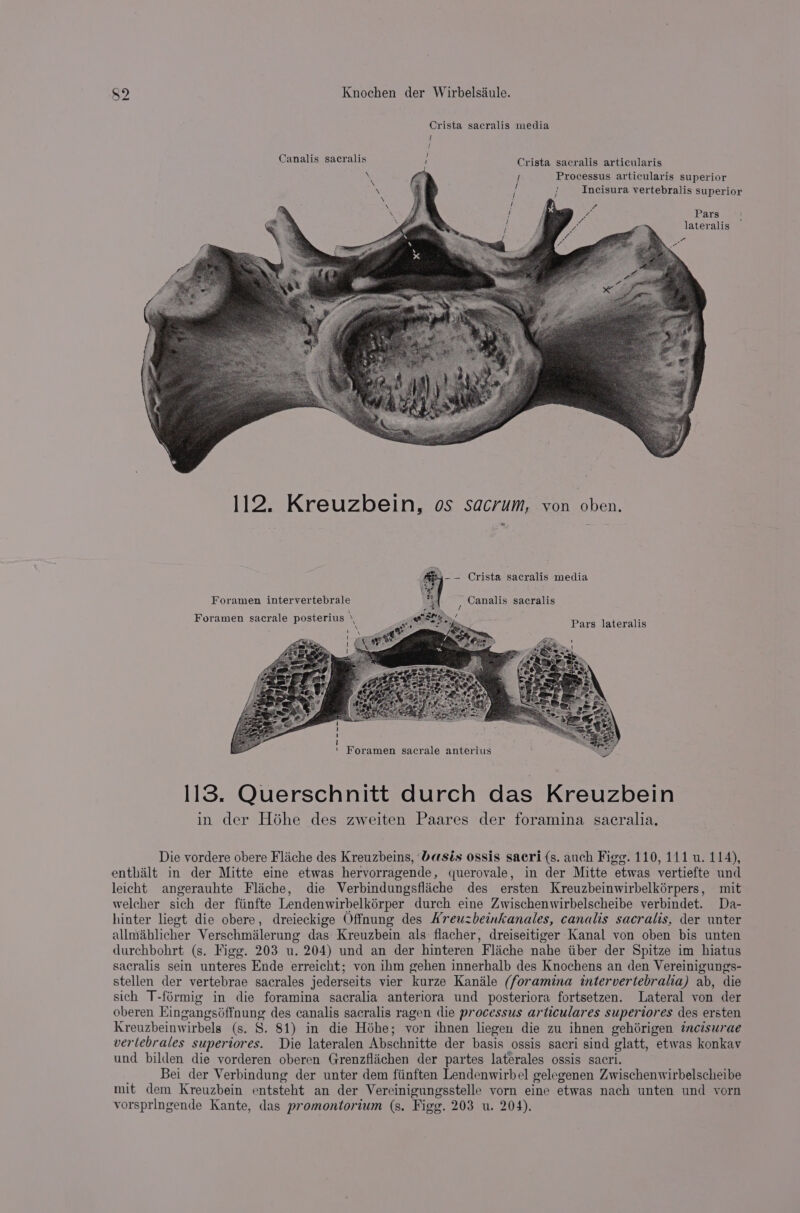Crista sacralis media C ees 1 : 4 : 5 Canalis sacralis 1 Crista sacralis articularis ‘ ! Processus articularis superior - ! ; Incisura vertebralis superior Pars lateralis 2: Kreuzbein, OS Sacrum, von oben. 44- -— Crista sacralis media Foramen intervertebrale te : Canalis sacralis Z sacrale posterius ‘ ; Foramen sacrale pos : Pars Jateralis 113. Querschnitt durch das Kreuzbein in der Hohe des zweiten Paares der foramina sacralia. Die vordere obere Fliche des Kreuzbeins, ‘basis ossis sacri (s. auch Figg. 110, 111 u. 114), enthilt in der Mitte eine etwas hervorragende, querovale, in der Mitte etwas vertiefte und leicht angerauhte Flaiche, die Verbindungsflache des ersten Kreuzbeinwirbelkérpers, mit welcher sich der fiinfte Lendenwirbelkérper durch eine Zwischenwirbelscheibe verbindet. Da- hinter liegt die obere, dreieckige Offnung des Kreuzbeinkanales, canalis sacralis, der unter allmablicher Verschmilerung das Kreuzbein als: flacher, dreiseitiger Kanal von oben bis unten durchbohrt (s. Figg. 203 u. 204) und an der hinteren Flache nahe iiber der Spitze im hiatus sacralis sein unteres Ende erreicht; von ihm gehen innerhalb des Knochens an den Vereinigungs- stellen der vertebrae sacrales jederseits vier kurze Kanile (foramina intervertebralia) ab, die sich T-formig in die foramina sacralia anteriora und posteriora fortsetzen. Lateral von der oberen Eingangséffnung des canalis sacralis ragen die processus articulares supertores des ersten Kreuzbeinwirbels (s. S. 81) in die Hohe; vor ihnen liegen die zu ihnen gehérigen tncisurae verlebrales superiores. Die lateralen Abschnitte der basis ossis sacri sind glatt, etwas konkav und bilden die vorderen oberen Grenzfliichen der partes laterales ossis sacri. Bei der Verbindung der unter dem fiinften Lendenwirbel gelegenen Zwischenwirbelscheibe mit dem Kreuzbein entsteht an der Vereinigungsstelle vorn eine etwas nach unten und vorn vorspringende Kante, das promontorium (s. Figg. 203 u. 204).