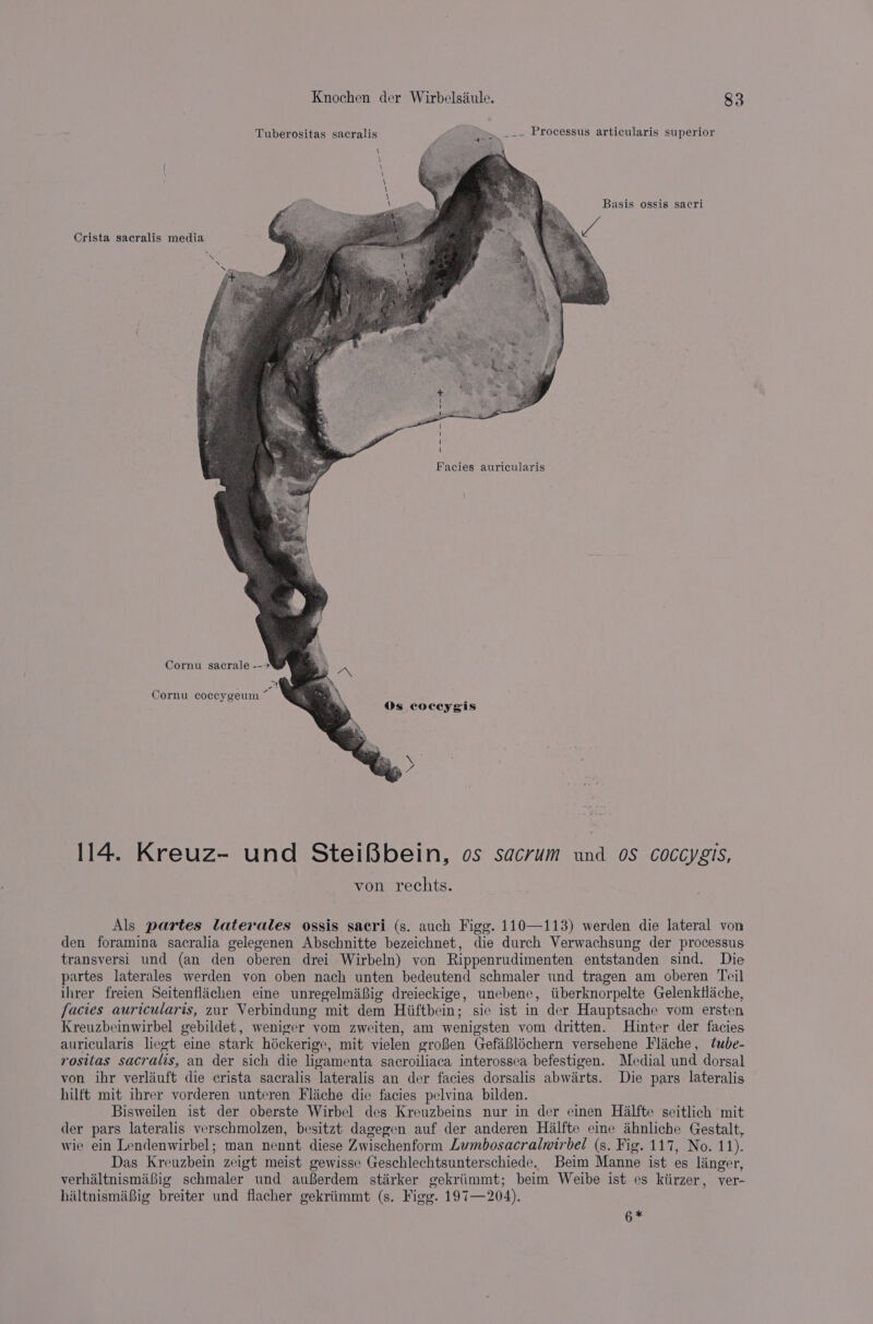 Tuberositas sacralis »), _-- Processus articularis superior Basis ossis sacri Crista sacralis media Facies auricularis Cornu sacrale --- Cornu coccygeum * Os coceygis m 114. Kreuz- und SteiBbein, os sacrum und os coccygis, von rechts. Als partes laterales ossis sacri (s. auch Figg. 110—113) werden die lateral von den foramina sacralia gelegenen Abschnitte bezeichnet, die durch Verwachsung der processus transversi und (an den oberen drei Wirbeln) von Rippenrudimenten entstanden sind. Die partes laterales werden von oben nach unten bedeutend schmaler und tragen am oberen Teil ihrer freien Seitenflachen eine unregelmaBig dreieckige, unebene, tiberknorpelte Gelenktlache, facies auricularis, zur Verbindung mit dem Hiiftbein; sie ist in der Hauptsache vom ersten Kreuzbeinwirbel gebildet, weniger vom zweiten, am wenigsten vom dritten. inter der facies auricularis liegt eine stark héckerige, mit vielen groBen Gefaifléchern versehene Flache, tube- rositas sacralis, an der sich die ligamenta sacroiliaca interossea befestigen. Medial und dorsal von ihr verliuft die crista sacralis lateralis an der facies dorsalis abwarts. Die pars lateralis hilft mit ihrer vorderen unteren Flache die facies pelvina bilden. Bisweilen ist der oberste Wirbel des Kreuzbeins nur in der einen Halfte seitlich mit der pars lateralis verschmolzen, besitzt dagegen auf der anderen Halfte cine ahnliche Gestalt, wie ein Lendenwirbel; man nennt diese Zwischenform Lumbosacralwirbel (s. Fig. 117, No. 11). Das Kreuzbein zeigt meist gewisse Geschlechtsunterschiede. Beim Manne ist es linger, verhaltnismibig schmaler und auferdem stiirker gekriimmt; beim Weibe ist es kiirzer, ver- hiltnismaBig breiter und flacher gekriimmt (s. Figg. 197—204). 6 *