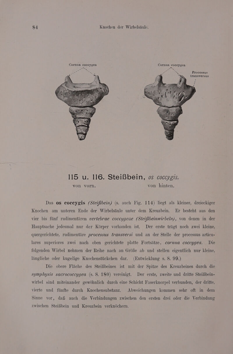 Pie ae .,. ee a Processus : transversus 115 u. 16. SteiBbein, os coccygis, von vorn. von hinten. Das OS coceygis (Steifbein) (s. auch Fig. 114) liegt als Kleiner, dreieckiger Knochen am unteren Ende der Wirbelsiiule unter dem Kreuzbein. Er besteht aus den vier bis fiinf rudimentiren vertebrae coccygeue (Steifibeinwirbeln), von denen in der Hauptsache jedesmal nur der Korper vorhanden ist. Der erste triigt noch zwei kleine, quergerichtete, rudimentiire processus transversi und an der Stelle der processus articu- lares superlores zwei nach oben gerichtete platte Fortsiitze, cornua coccygea. Die folgenden Wirbel nehmen der Reihe nach an Gréfe ab und stellen eigentlich nur kleine, lingliche oder kugelige Knochenstiickchen dar. (Entwicklung s. 8. 99.) Die obere Fliche des Steifbeines ist mit der Spitze des Kreuzbeines durch die symphysis sacrococcygea (s. 8. 180) vereinigt. Der erste, zweite und dritte Steibbein- wirbel sind miteinander gewéhnlich durch eine Schicht Faserknorpel verbunden, der dritte, vierte und fiinfte durch Knochensubstanz. Abweichungen kommen sehr oft in dem Sinne yor, da auch die Verbindungen zwischen den ersten drei oder die Verbindung zwischen SteiBbein und Kreuzbein verknéchern.