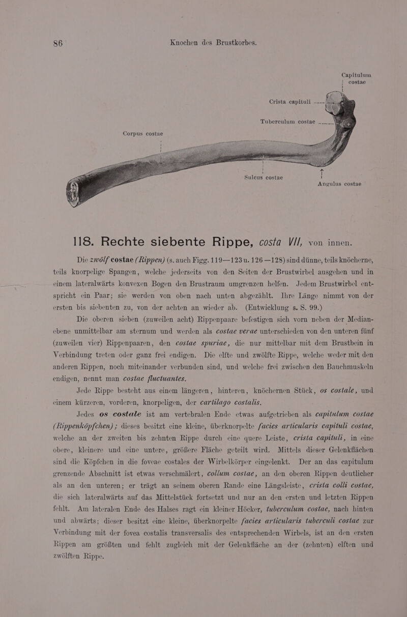 Capitulum | costae 1 Zl Crista capituli —---: Tuberculum costae Corpus costae 1 \ i if | f Suleus costae I Angulus costae 118. Rechte siebente Rippe, costa V//, von innen. Die zwolf costae (Rippen) (s. auch Figg. 119—123 u. 126 —128) sind diinne, teils knécherne, teils knorpelige Spangen, welche jederseits von den Seiten der Brustwirbel ausgehen und in einem Jateralwairts konvexen Bogen den Brustraum umgrenzen helfen. Jedem Brustwirbel ent- spricht ein Paar; sie werden von oben nach unten abgezihlt. Ihre Linge nimmt von der ersten bis siebenten zu, von der achten an wieder ab. (Entwicklung s. 8. 99.) Die oberen sieben (zuweilen acht) Rippenpaare befestigen sich vorn neben der Median- ebene unmittelbar am sternum und werden als costae verae unterschieden von den unteren fiinf (zuweilen vier) Rippenpaaren, den costae spuriae, die nur mittelbar mit dem Brustbein in Verbindung treten oder ganz frei endigen. Die elfte und zwélfte Rippe, welche weder mit den anderen Rippen, noch miteinander verbunden sind, und welche frei zwischen den Bauchmuskeln endigen, nennt man costae fluctuantes. Jede Rippe besteht aus einem lingeren, hinteren, knéchernen Stiick, os costale, und einem kiirzeren, vorderen, knorpeligen, der carlilago costalis. Jedes os costale ist am vertebralen Ende etwas aufgetrieben als capitulum costae (Rippenképfchen) ; dieses besitzt eine kleine, iiberknorpelte facies articularts capituli costae, welche an der zweiten bis zehnten Rippe durch eine quere Leiste, crista capituli, in eine obere, kleinere und eine untere, gréfere Flache geteilt wird. Mittels dieser Gelenkflichen sind die Képfechen in die foveae costales der Wirbelkérper eingelenkt. Der an das capitulum erenzende Abschnitt ist etwas verschmilert, col/um costae, an den oberen Rippen deutlicher als an den unteren; er trigt an seinem oberen Rande eine Lingsleiste, crista colli costae, die sich lateralwirts auf das Mittelstiick fortsetzt und nur an den ersten und letzten Rippen fehlt. Am Jateralen Ende des Halses ragt ein kleiner Hicker, tuberculum costae, nach hinten und abwiirts; dieser besitzt eine kleine, tiberknorpelte facies articularis tubercult costae zur Verbindung mit der fovea costalis transversalis des entsprechenden Wirbels, ist an den ersten Rippen am gréBten und fehlt zugleich mit der Gelenkfliche an der (zehnten) elften und zwolften Rippe.