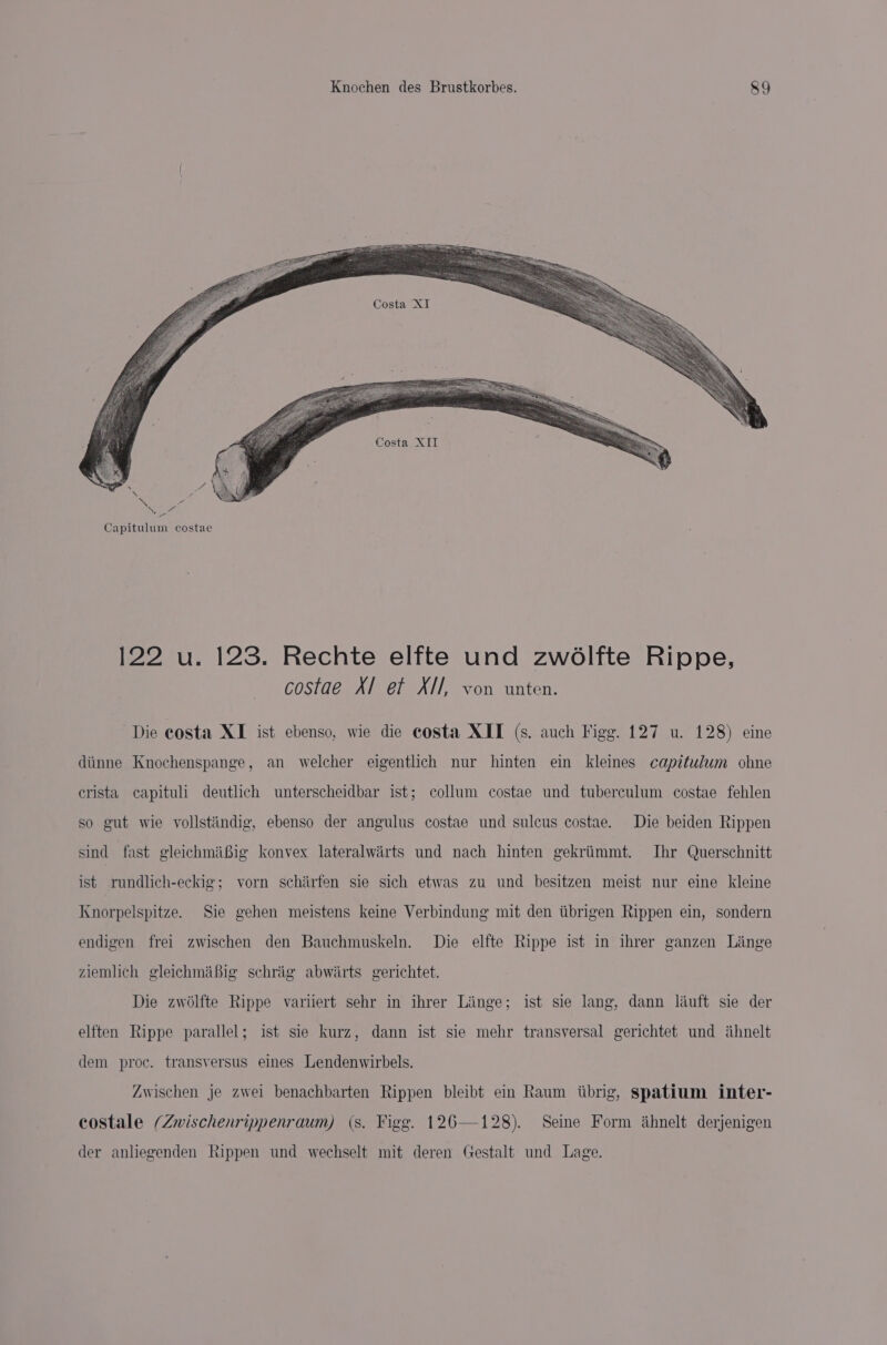 Costa XI Costa XII 122 u. 123. Rechte elfte und zwdlfte Rippe, costae XI et XI/, von unten. Die costa XI ist ebenso, wie die costa XIT (s. auch Figg. 127 u. 128) eine diinne Knochenspange, an welcher eigentlich nur hinten ein kleines capitulum ohne crista capituli deutlich unterscheidbar ist; collum costae und tuberculum costae fehlen so gut wie yvollstindig, ebenso der angulus costae und sulcus costae. Die beiden Rippen sind fast gleichmiiBig konvex lateralwirts und nach hinten gekriimmt. Thr Querschnitt ist rundlich-eckig; vorn schirfen sie sich etwas zu und besitzen meist nur eine kleine Knorpelspitze. Sie gehen meistens keine Verbindung mit den tibrigen Rippen ein, sondern endigen frei zwischen den Bauchmuskeln. Die elfte Rippe ist in ihrer ganzen Linge ziemlich gleichmibig schrag abwirts gerichtet. Die zwolfte Rippe variiert sehr in ihrer Liinge; ist sie lang, dann lauft sie der elften Rippe parallel; ist sie kurz, dann ist sie mehr transversal gerichtet und ihnelt dem proc. transversus eines Lendenwirbels. Zwischen je zwei benachbarten Rippen bleibt ein Raum iibrig, spatium inter- costale (Zwischenrippenraum) (s. Figg. 126—128). Seine Form ithnelt derjenigen der anliegenden Rippen und wechselt mit deren Gestalt und Lage.