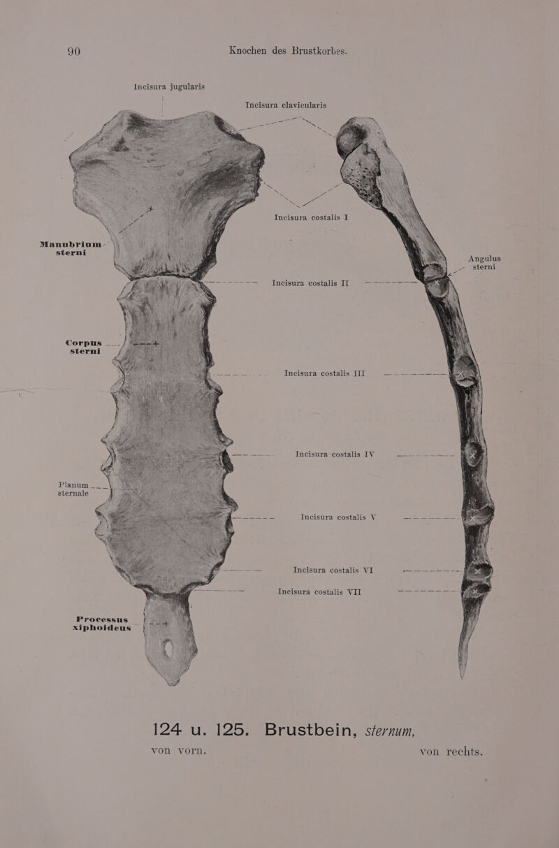 Incisura jugularis | Incisura clavicularis Incisura costalis I Manubriaum- Sterns Angulus _- sterni eae a Incisura costalis IT ee ae Corpus ___ Sterni pee Pe Incisura costalis 1V Plann sternale K: eo er oe Incisura costalis V €&amp; ‘e Incisura costalis VI Incisura costalis VII Processus _ xiphoideus — 124 u. 125. Brustbein, sfernum, von vorn. von rechts.