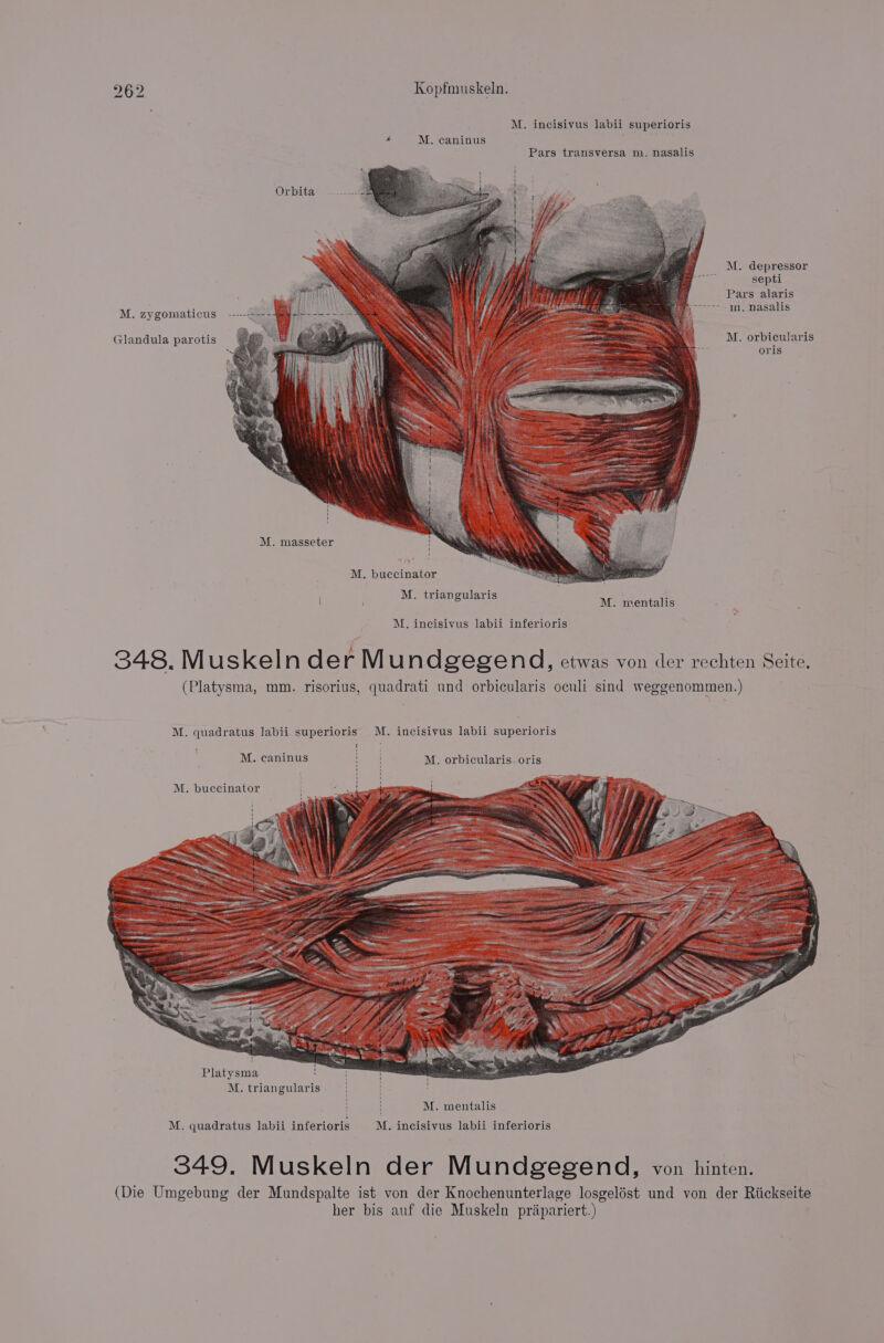 M. incisivus labii superioris Pars transversa m. nasalis Orbita M. depressor septi j ey Pars alaris i . sa aeRO biz - ee) i a o. nasalis M. zygomaticus -------— : : es oo eh : In. na Glandula parotis M. orbicularis oris ii I 1 ! M. masseter M. buccinator M. triangularis Ak eaentalts M. incisivus labii inferioris 348. M uskeln derM undgegend, etwas von der rechten Seite. (Platysma, mm. risorius, quadrati und orbicularis oculi sind weggenommen.) M. quadratus labii superioris M. incisivus labii superioris M. caninus M. orbicularis- oris { \ ‘ 1 ‘ ! Platysma M. triangularis 349. Muskeln der Mundgegend, von hinten. (Die Umgebung der Mundspalte ist von der Knochenunterlage losgelést und von der Riickseite her bis auf die Muskeln prapariert.)