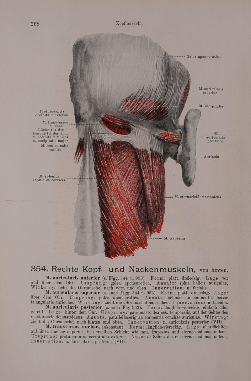 Bac ---- Galea aponeurotica M. auricularis superior Protuberantia occipitalis externa” ~~ M, transversus __| nuchae Liicke fiir den } Durehtritt der a.u..--=— M v. occipitalis u. des —--=r auricularis n. occipitalis major posterior M. semispinalis _ capitis | ---— Auricula =4 M. splenius capitis et cervicis -~_ M. sternocleidomastoideus 3 x —---— M, trapezius lore 354. Rechte Kopf~ und Nackenmuskeln, von hinten. M. auricularis anterior (s. Figg. 344 u. 953). Form: platt, dreieckig. Lage: vor und tiber dem Ohr. Ursprung: galea aponeurotica. Ansatz: spina helicis auriculae, Wirkung: zieht die Ohrmuschel nach vorn und oben. Innervation: n. facialis. M. auricularis superior (s. auch Figg. 344 u. 953). Form: platt, dreieckig. Lage: itber dem Ohr. Ursprung: galea aponeurotica. Ansatz: schmal an eminentia fossae triangularis auriculae. Wirkung: zieht die Ohrmuschel nach oben. Innervation: n. facialis. M. auricularis posterior (s. auch Fig. 953). Form: linglich-viereckig, einfach oder geteilt. Lage: hinter dem Ohr. Ursprung: pars mastoidea oss. temporalis, auf der Sehne des m. sternocleidomastoideus. Ansatz: parallelfaserig an eminentia conchae auriculae. Wirkung: zieht die Ohrmuschel nach hinten und oben. Innervation: n. auricularis posterior (VII). M. transversus nuchae, inkonstant. Form: langlich-viereckig. Lage: oberflichlich auf linea nuchae superior, in derselben Schicht wie mm. trapezius und sternocleidomastoideus. Ursprung: protuberantia occipitalis externa. Ansatz: Sehne des m. sternocleidomastoideus. Innervation: n. auricularis posterior (VII).