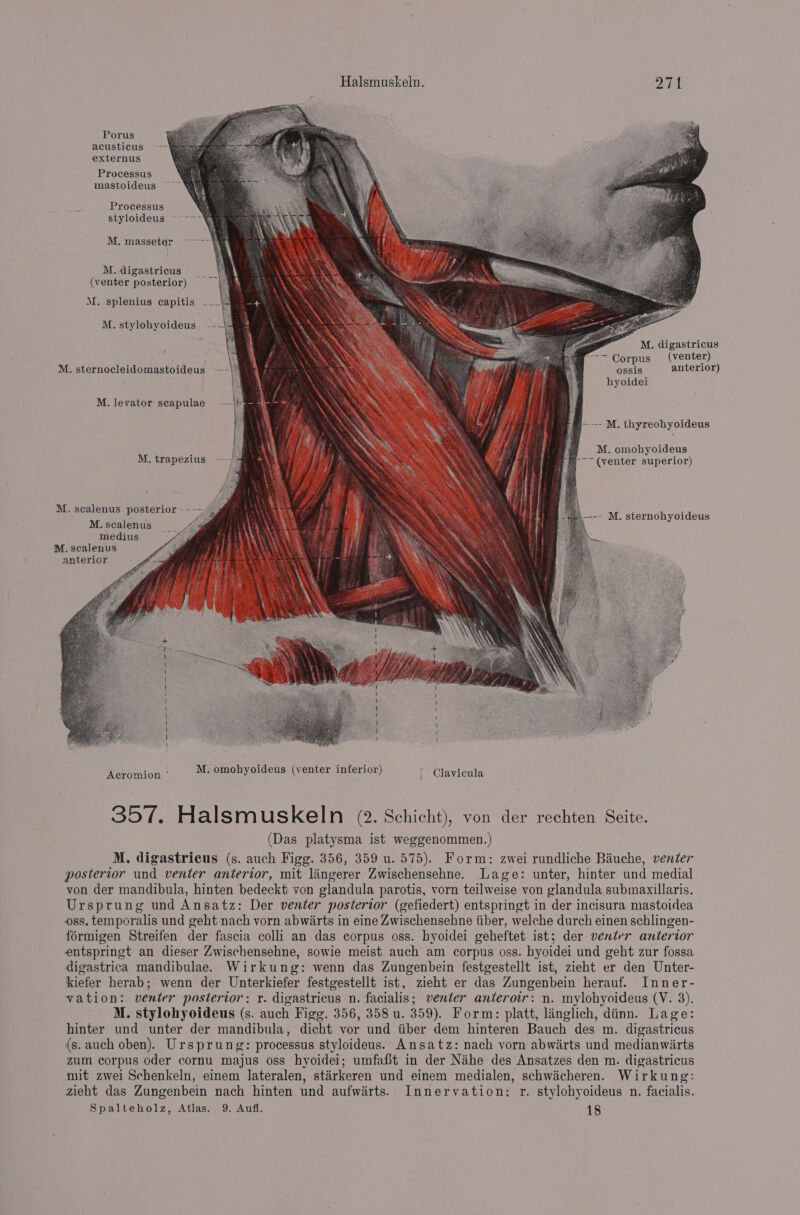 Porus acusticus ---- externus Processus mastoideus Processus styloideus M. masseter ~---- 4 M. digastricus (venter posterior) M. splenius capitis __¥ M, stylohyoideus = M. digastricus —— Corpus (venter) M. sternocleidomastoideus ossis anterior) hyoidei M. levator scapulae Pees M. thyreohyoideus M. omohyoideus M. trapezius ---} # rf) -~ (venter superior) M. scalenus posterior ---~, M.scalenus gi medius ae M. scalenus anterior - M. sternohyoideus ad Saito echelon: Se hom ee See a H Acromion ' | Clavicula 357. Halsmuskeln 2. Schicht), von der rechten Seite. (Das platysma ist weggenommen.) M. digastricus (s. auch Figg. 356, 359 u. 575). Form: zwei rundliche Bauche, venter posterior und venter anterior, mit lingerer Zwischensehne. Lage: unter, hinter und medial von der mandibula, hinten bedeckt von glandula parotis, vorn teilweise von glandula submaxillaris. Ursprung und Ansatz: Der venter posterior (gefiedert) entspringt in der incisura mastoidea oss. temporalis und geht nach vorn abwirts in eine Zwischensehne tiber, welche durch einen schlingen- formigen Streifen der fascia colli an das corpus oss. hyoidei geheftet ist; der venter anterior entspringt an dieser Zwischensehne, sowie meist auch am corpus oss. byoidei und geht zur fossa digastrica mandibulae. Wirkung: wenn das Zungenbein festgestellt ist, zieht er den Unter- kiefer herab; wenn der Unterkiefer festgestellt ist, zieht er das Zungenbein herauf. Inner- vation: venter posterior: r. digastricus n. facialis; venter anteroir: n. mylohyoideus (V. 8). M. stylohyoideus (s. auch Figg. 356, 358 u. 359). Form: platt, linglich, diinn. Lage: hinter und unter der mandibula, dicht vor und tiber dem hinteren Bauch des m. digastricus (s. auch oben). Ursprung: processus styloideus. Ansatz: nach vorn abwirts und medianwirts zum corpus oder cornu majus oss hyoidei; umfafit in der Nahe des Ansatzes den m. digastricus mit zwei Schenkeln, einem lateralen, stirkeren und einem medialen, schwicheren. Wirkung: zieht das Zungenbein nach hinten und aufwirts. Innervation: r. stylohyoideus n. facialis.