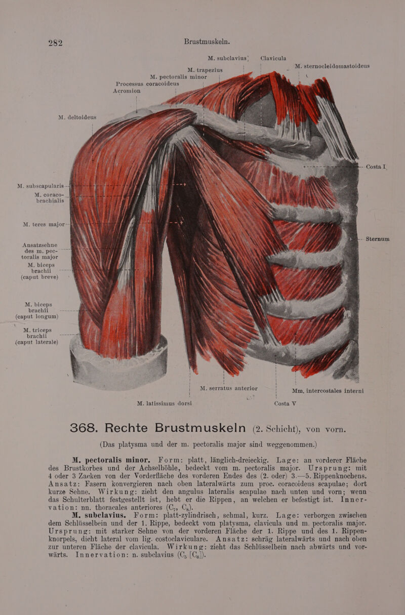 M. subclavius' Clavicula é M. sternocleidomastoideus M. trapezius &gt; M. pectoralis minor Processus coracoideus Acromion T ! ; ro —_ M. deltoideus : t ae - Costa I, M. subscapularis- M. coraco- brachialis M. teres major--§ -- Sternum Ansatzsehne des m. pec- toralis major M. biceps brachii) age (caput breve) M. biceps brachii ------ (caput longum) M. triceps brachii (caput laterale) ' | Th 1 ' ! M. serratus anterior | | | | Mm, intercostales interni ut kee M. latissimus dorsi Costa V 368. Rechte Brustmuskeln 2. Schicht), von vorn. (Das platysma und der m. pectoralis major sind weggenommen.) M. pectoralis minor. Form: platt, lainglich-dreieckig. Lage: an vorderer Flache des Brustkorbes und der Achselhéhle, bedeckt vom m. pectoralis major. Ursprung: mit 4 oder 3 Zacken von der Vorderflache des vorderen Endes des (2. oder) 3.—5. Rippenknochens. Ansatz: Fasern konvergieren nach oben lateralwirts zum proc. coracoideus scapulae; dort kurze Sehne. Wirkung: zieht den angulus lateralis scapulae nach unten und vorn; wenn das Schulterblatt festgestellt ist, hebt er die Rippen, an welchen er befestigt ist. Inner- vation: nn. thoracales anteriores (C,, Cg). M. subelavius. Form: platt-zylindrisch, schmal, kurz. Lage: verborgen zwischen dem Schliisselbein und der 1. Rippe, bedeckt vom platysma, clavicula und m. pectoralis major. Ursprung: mit starker Sehne von der vorderen Flache der 1. Rippe und des 1. Rippen- knorpels, dicht lateral vom lig. costoclaviculare. Ansatz: schrig lateralwirts und nach oben zur unteren Fliche der clavicula. Wirkung: zieht das Schliisselbein nach abwiirts und vor- warts. Innervation: n. subclavius (C; [C,]).