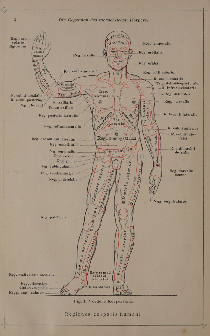 Regiones ---.-. LE Ri is) volares . IS Reg. temporalis digitorum ß el Na Reg. orbitalis Bass . Reg. oralis A| ee Reg. colli anterior &gt; Re colli lateralis N. Trig. deltoideopectorale = : Goa R. infraclavicularis R. eubiti medialis.--  Nur Reg. deltoidea R. cubiti posterior ——— N 7 ) \ 7 nenn IN a R. axillaris 4 : \ X N (in Reg. sternalis Reg. olecrani ” s EL z Fossa axillaris Reg. pectoris lateralis 5 oo R. brachii lateralis R. an Reg. inframammalis © N/A ISLA... R. cubiti anterior N... R. cubiti late- u a\ An 5 : un i Reg. abdominis lateralis BER WE) u S| Ar A &gt; Reg, umbiltealis uU N Da. EX, N ; ie Allah R. antibrachii * . . o ' . Reg. inguinalis a aaa Bi 8 dorsalis Reg. .coxae ..... Kl: = Reg. pubica .——— \ 3 Reg. subinguinalis De \ Be ff Sa aa Reg. dorsalis Reg. trochanterica .-“ e # } manus Reg. pudendalis 1 / \, ' Regg. unguiculares Reg. patellaris R.retromall: Reg. malleolaris medialis NN 6 &amp; Br Regg. dorsales digitorum pedis .....-..... Regg. unguiculares .......... EEE A Fig. 1. Vordere Körperseite.