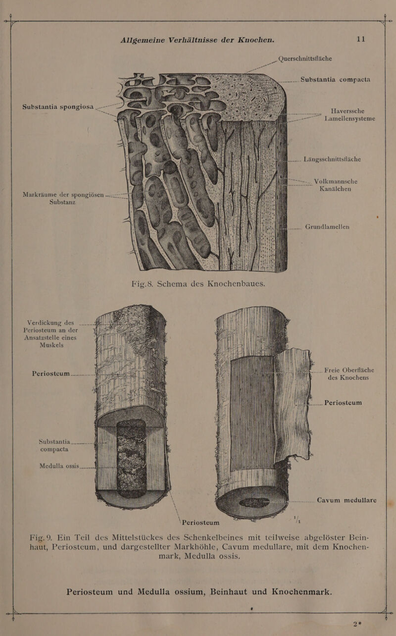 „Querschnittsfläche -Substantia compacta „ Haverssche Lamellensysteme >... Volkmannsche Kanälchen Markräume der spongiösen -:-7 Substanz a Grundlamellen Verdickung des _____- 3 Periosteum an der 5 Ansatzstelle eines Muskels Freie Oberfläche des Knochens Periosteum___.___- _._. Periosteum Substantia______ 4 compacta Medulla ossis —...... Cavum medullare \Periosteum Fig.9. Ein Teil des Mittelstückes des Schenkelbeines mit teilweise abgelöster Bein- haut, Periosteum, und dargestellter Markhöhle, Cavum medullare, mit dem Knochen- mark, Medulla ossis. Periosteum und Medulla ossium, Beinhaut und Knochenmark. 2*