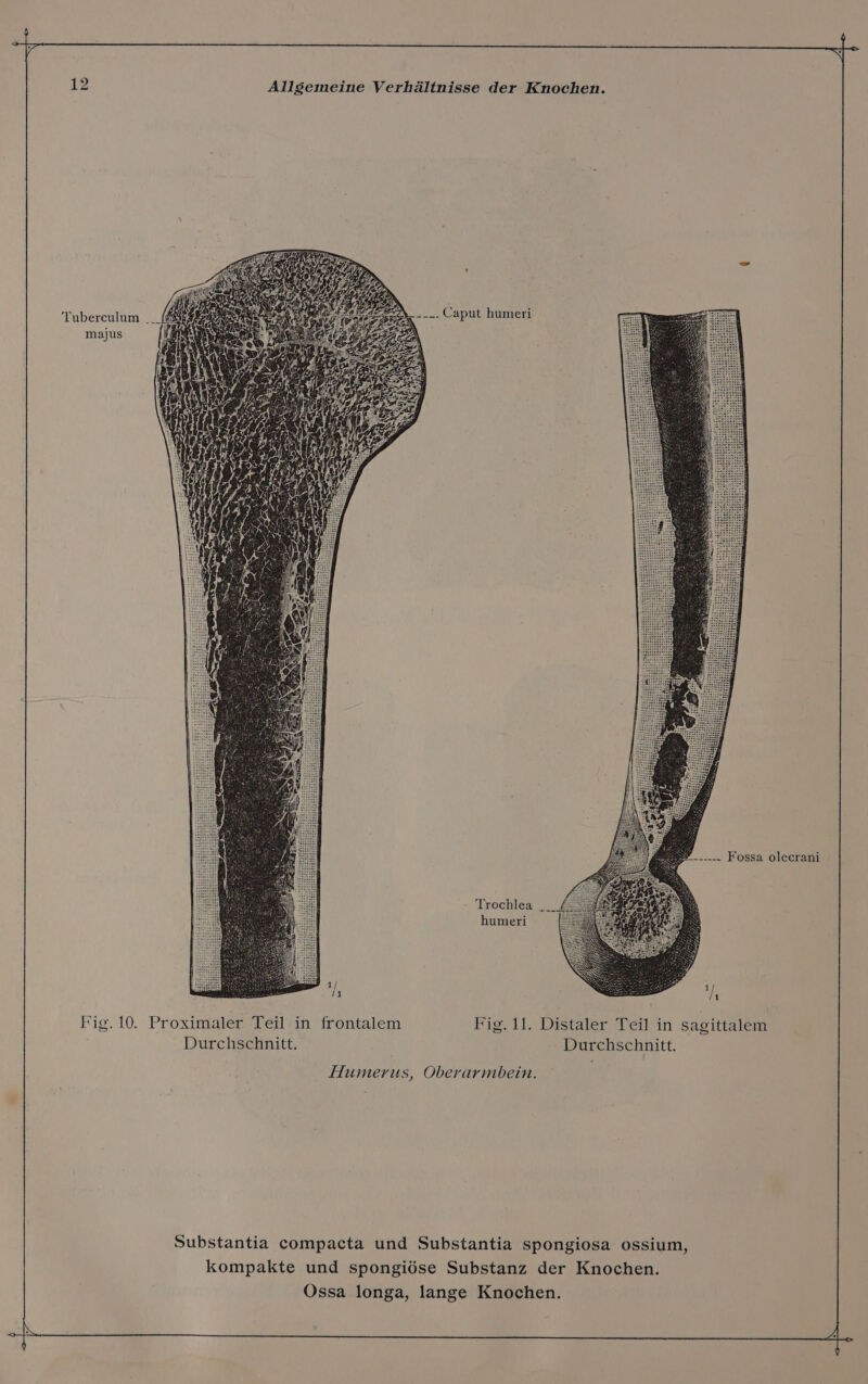 Fossa olecrani Trochlea | humeri Fig. 10. Proximaler Teil in frontalem Fig. 11. Distaler Teil in sagittalem Durchschnitt. Durchschnitt. Humerus, Oberarmbein. Substantia compacta und Substantia spongiosa ossium, kompakte und spongiöse Substanz der Knochen.