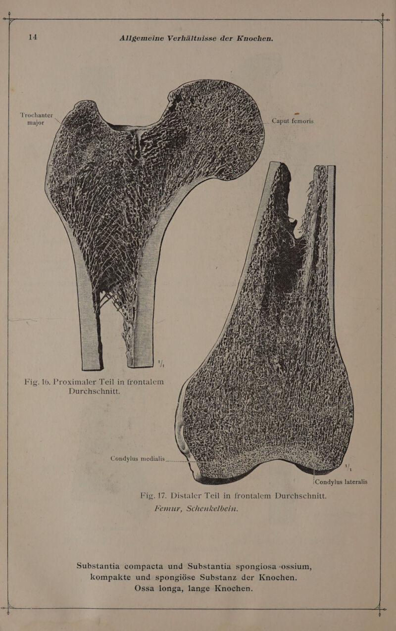 Trochanter. ’ S .. Caput femoris major Fie. 16. Proximaler Teil in frontalem &gt; Pi Durchschnitt. Condylus medialis_.___ |Condylus lateralis Fig. 17. Distaler Teil in frontalem Durchschnitt. Femur, Schenkelbein.