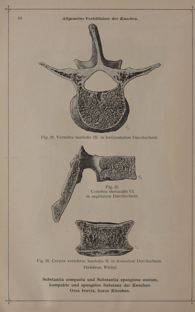 Vertebra thoracalis VI. in sagittalem Durchschnitt. Fig. 22. Corpus vertebrae lumbalis II. in frontalem Durchschnitt. Vertebrae, Wirbel. Substantia compacta und Substantia spongiosa ossium, kompakte und spongiöse Substanz der Knochen. Ossa brevia, kurze Knochen. nn zz, Je