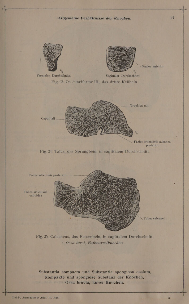 ‘s. Facies anterior t/ IA Frontaler Durchschnitt. Sagittaler Durchschnitt. Fig. 23. Os cuneiforme IIl., das dritte Keilbein. EEDB Trochlea tali L » Er (2 Hg, N Caput tali N . » . ‘=, Facies articularis calcanca posterior Fig. 24. Talus, das Sprungbein, in sagittalem Durchschnitt. Facies articularis cuboidea *, Tuber calcanei Fig. 25. Calcaneus, das Fersenbein, in sagittalem Durchschnitt. Ossa tarsi, Fußwurzelknochen. Substantia compacta und Substantia spongiosa ossium, kompakte und spongiöse Substanz der Knochen. Ossa brevia, kurze Knochen.
