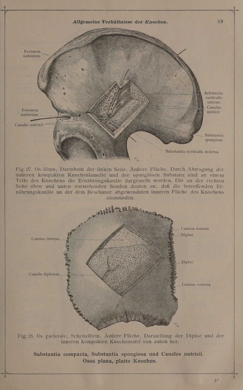 Foramen nutrieium - Substantia corticalis interna Canales Foramen nutricii nutricium Canales nutricii .. Substantia spongiosa FEN Substantia corticalis externa Fig.27. Os ilium, Darmbein der linken Seite. Äußere Fläche. Durch Abtragung der äußeren kompakten Knochenlamelle und der spongiösen Substanz sind an einem Teile des Knochens die Ernährungskanäle dargestellt worden. Die an der rechten Seite oben und unten vorstehenden Sonden deuten an, daß die betreffenden Er- nährungskanäle an der dem Beschauer abgewendeten inneren Fläche des Knochens ausmünden. Lamina interna: _ en &gt;. Canalis diploicus. Se... ... _ Lamina externa Fig.28. Os parietale, Scheitelbein. Äußere Fläche. Darstellung der Diplo&amp; und der inneren kompakten Knochentafel von außen her. Substantia compacta, Substantia spongiosa und Canales nutricii. Ossa plana, platte Knochen. &gt;