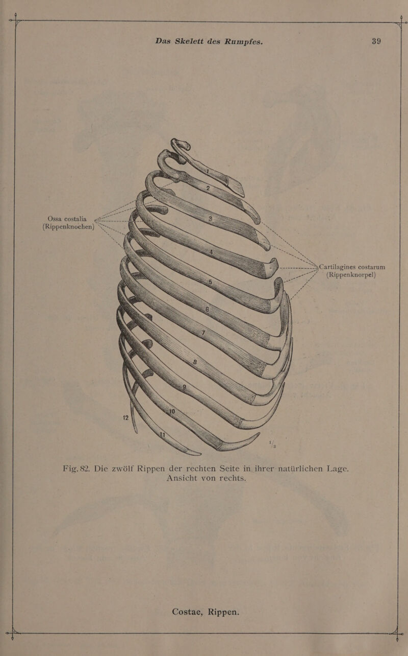 Ossa costalia (Rippenknochen) ‚Cartilagines costarum ” (Rippenknorpel) Fig.82. Die zwölf Rippen der rechten Seite in ihrer natürlichen Lage. Ansicht von rechts.