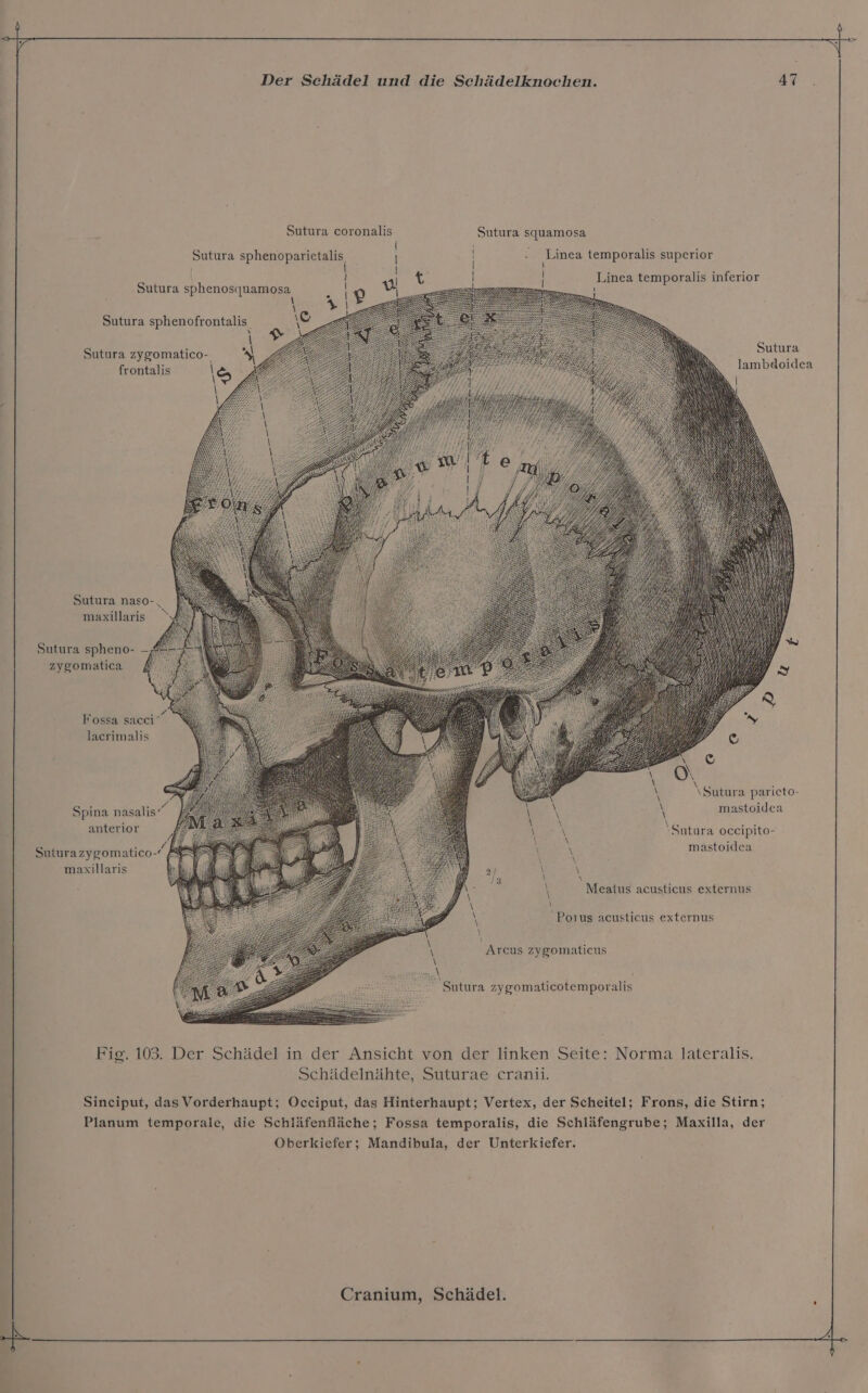 Sutura coronalis Sutura squamosa Sutura sphenoparietalis Linea temporalis superior | \ Linea temporalis inferior Sutura sphenosqjuamosa ; N \ ae - Sutura sphenofrontalis. 9%, | € Sutura Sutura zygomatico- 2. \ lambdoidea frontalis \S \ \ Sutura naso-, maxillaris Sutura spheno- - zygomatica £ 2. Fossa sacci‘ laerimalis Va ; \Sutura parieto- Spina nasalis‘ mastoidea h v2 Eee anterior 'Sutura oceipito- s SURFl, Re Suturazygomatico- mastoidea maxillaris \ Meatus acusticus externus \ Po us acusticus externus Arcus zygomaticus ° Sutura zygomaticotemporalis Fig. 103. Der Schädel in der Ansicht von der linken Seite: Norma lateralis. Schädelnähte, Suturae cranii. Sinciput, das Vorderhaupt; Occiput, das Hinterhaupt; Vertex, der Scheitel; Frons, die Stirn; Planum temporale, die Schläfenfläche; Fossa temporalis, die Schläfengrube; Maxilla, der Oberkiefer; Mandibula, der Unterkiefer.