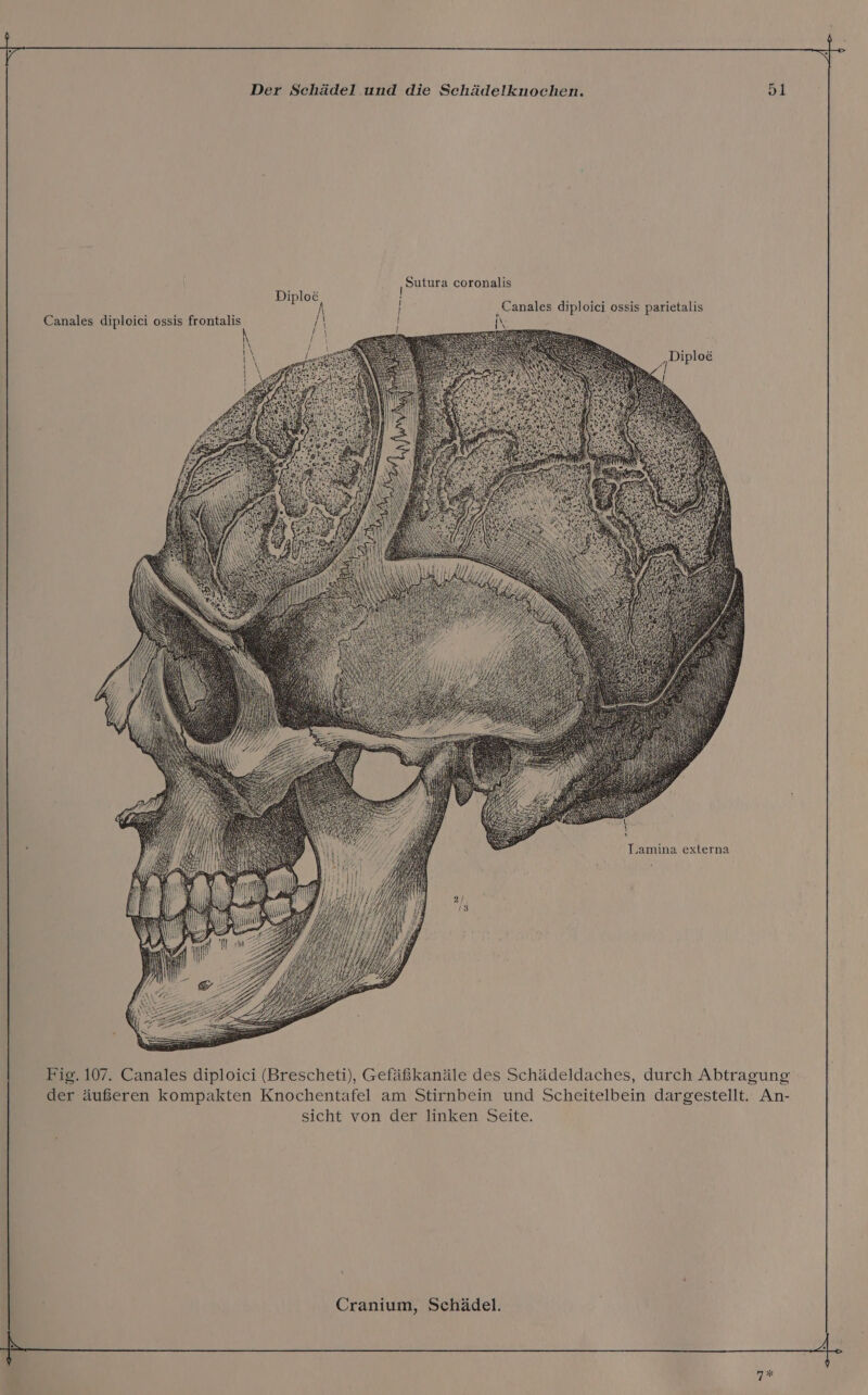 a ‚Sutura coronalis e var) N Canales diploici ossis parietalis Canales diploiei ossis frontalis A \ \ a I | a on Taamina externa Fig. 107. Canales diploici (Brescheti), Gefäßkanäle des Schädeldaches, durch Abtragung der äußeren kompakten Knochentafel am Stirnbein und Scheitelbein dargestellt. An- sicht von der linken Seite. Cranium, Schädel. |