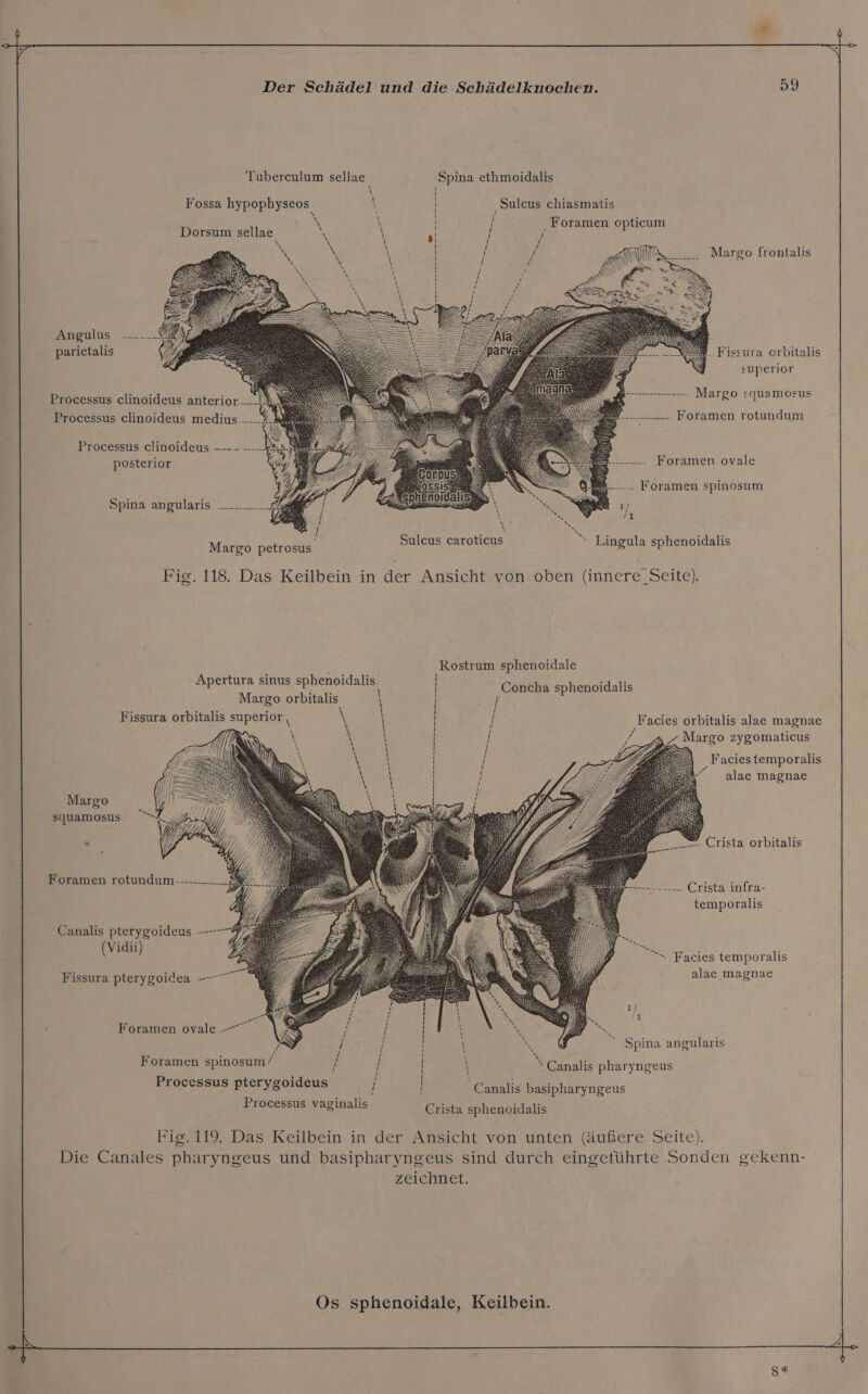 Tuberculum sellae Spina ethmoidalis ; Sulcus chiasmatis Fossa hypophyseos { ‚Foramen opticum \ \ Dorsum sellae \ \ i Margo frontalis Anpnlus -. parietalis A EN ; ; SS RZ \ superior Bi — Margo squamosus Processus clinoideus anterior... Processus clinoideus medius... — Foramen rotundum Processus clinoideus —--.- —---. Mr - \ Foramen ovale posterior oe Foramen spinosum Spina angularis __........- a, ASS ; a1) N \ ES &amp; Sulcus caroticus Lingula sphenoidalis Margo petrosus Fig. 118. Das Keilbein in der Ansicht von oben (innere _Seite). Rostrum sphenoidale Apertura sinus sphenoidalis I Cohikhe sphenoidalis Margo orbitalis Fissura orbitalis superior, Facies orbitalis alae magnae “ 2, Margo zygomaticus | Faciestemporalis “ alae magnae \ \ \ I \ \ \ \ \ \ \ \ \ j \ \ \ \ \ {1 \ Margo squamosus ® * E - Crista orbitalis Foramen rotundum----.._._.. \ \ SS a NEID WE ; SE /BRBNN 77 WV R aa —---- ----- Crista infra- temporalis Canalis pterygoideus ----—% ii | | En > Facies temporalis alae magnae Fissura pterygoidea Foramen ovale -—” Spina angularis em nn nn ; yE f [ \ N s Foramen spinosum/’ } N \ \ Canalis pharyngeus . ni \ ; Processus pterygoideus f Canalis basipharyngeus Processus vaginalis Crista sphenoidalis Fig. 119. Das Keilbein in der Ansicht von unten (äußere Seite). Die Canales pharyngeus und basipharyngeus sind durch eingeführte Sonden gekenn- zeichnet.