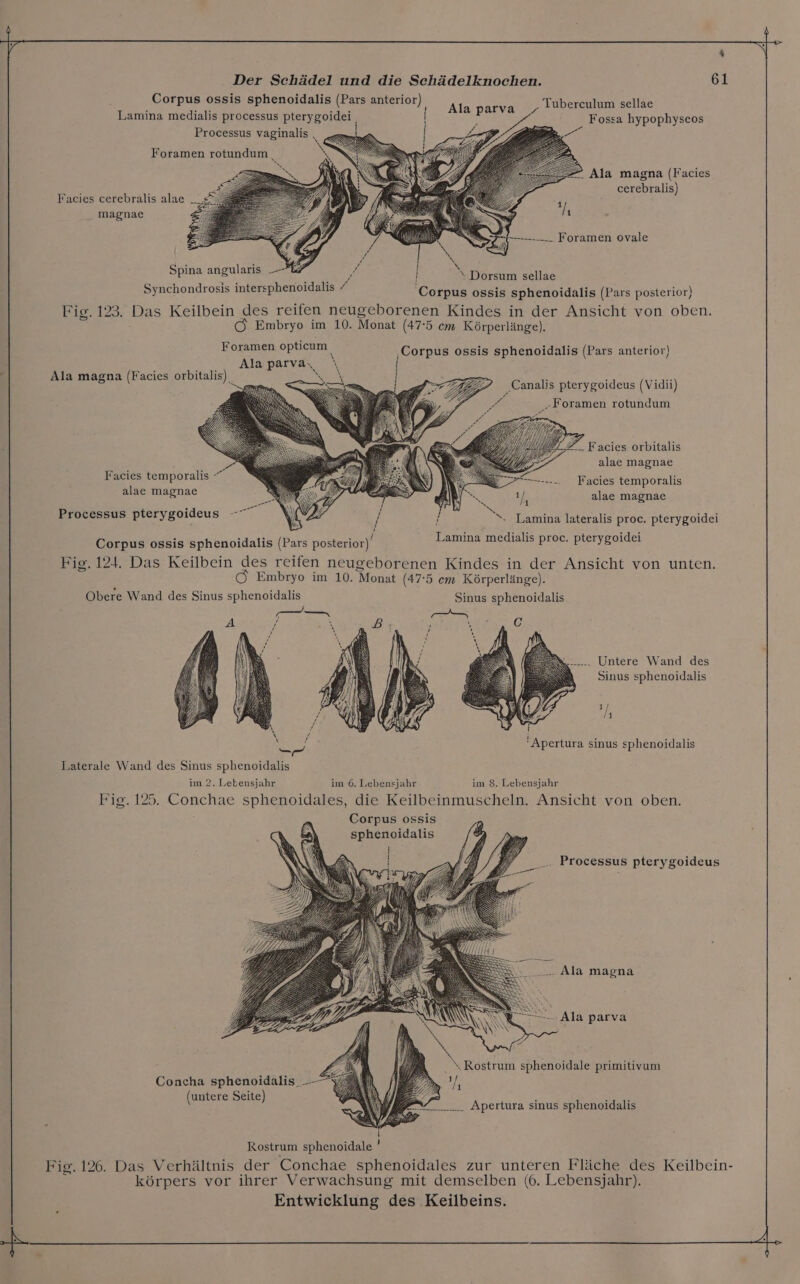 ‘ Der Schädel und die Schädelknochen. 61 ‚ Yuberculum sellae Corpus ossis sphenoidalis (Pars anterior) Ala parva ! p _ Fossa hypophyseos Lamina medialis processus pierygoider, Processus vaginalis, - Ala magna (Facies Foramen rotundum. cerebralis) Facies cerebralis alae magnae ü ———._-... Foramen ovale SIaR) : m; / N Spina angula = RS Seen aellte Synchondrosis intersphenoidalis - Corpus ossis sphenoidalis (Pars posterior) ri1e.129, Das Keilbein des reifen neugeborenen Kindes in der Ansicht von oben. Embryo im 10. Monat (47:5 cm Körperlänge). Foramen opticum ‚Corpus ossis sphenoidalis (Pars anterior) \ \ Alaparva. \ ‚Canalis pterygoideus (Vidii) Pr ‚„Foramen rotundum Ala magna (Facies orbitalis). Z_.Facies orbitalis alae magnae Facies temporalis Facies temporalis alae magnae alae magnae Lamina lateralis proc. pterygoidei Processus pterygoideus - Nic fen medialis proc. pterygoidei Obere Wand des Sinus sphenoidalis . Untere Wand des Sinus sphenoidalis 'Apertura sinus sphenoidalis Laterale Wand des Sinus sphenoidalis im 8. Lebensjahr im 2. Lebensjahr Corpus ossis sphenoidalis . Processus pterygoideus Ala magna . Ala parva Concha sphenoidalis. (untere Seite) Rostrum sphenoidale Fig. 126. Das Verhältnis der Conchae sphenoidales zur unteren Fläche des Keilbein- körpers vor ihrer Verwachsung mit demselben (6. Lebensjahr). Entwicklung des Keilbeins. =