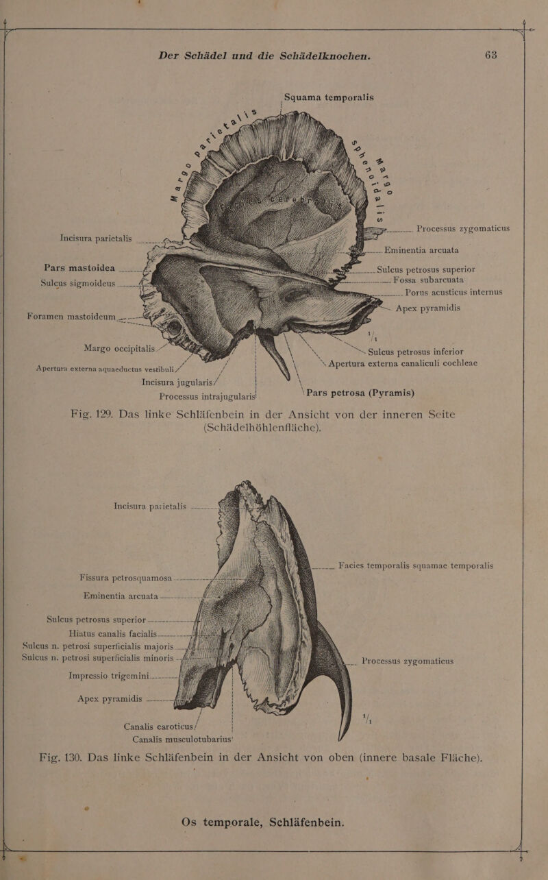 ‚Squama temporalis Processus zygomaticus et Eminentia arcuata Sulcus petrosus superior Fossa subarcuata Porus acusticus internus — Apex pyramidis Margo oceipitalis : = Sulcus petrosus inferior Apertura externa aquaeductus vestibuli/ N Apertura externa canaliculi cochleae Incisura jugularis/ \ ö Processus intrajugularis ‘Pars petrosa (Pyramis) Fig. 129. Das linke Schläfenbein in der Ansicht von der inneren Seite (Schädelhöhlenfläche). Ineisura paiietalis ------- Facies temporalis squamae temporalis Fissura petrosquamosa ----—----- Eminentia arcuata -——-------- Sulcus petrosus superior Hiatus canalis facialis----— ---/ Suleus n. petrosi superficialis majoris___ Sulcus n. petrosi superficialis minoris - Processus zygomaticus on Impressio trigemini.---- Apex pyramidis _------ 24 pH a r . . / Canalis caroticus/ Canalis musculotubarius Fig. 130. Das linke Schläfenbein in der Ansicht von oben (innere basale Fläche).