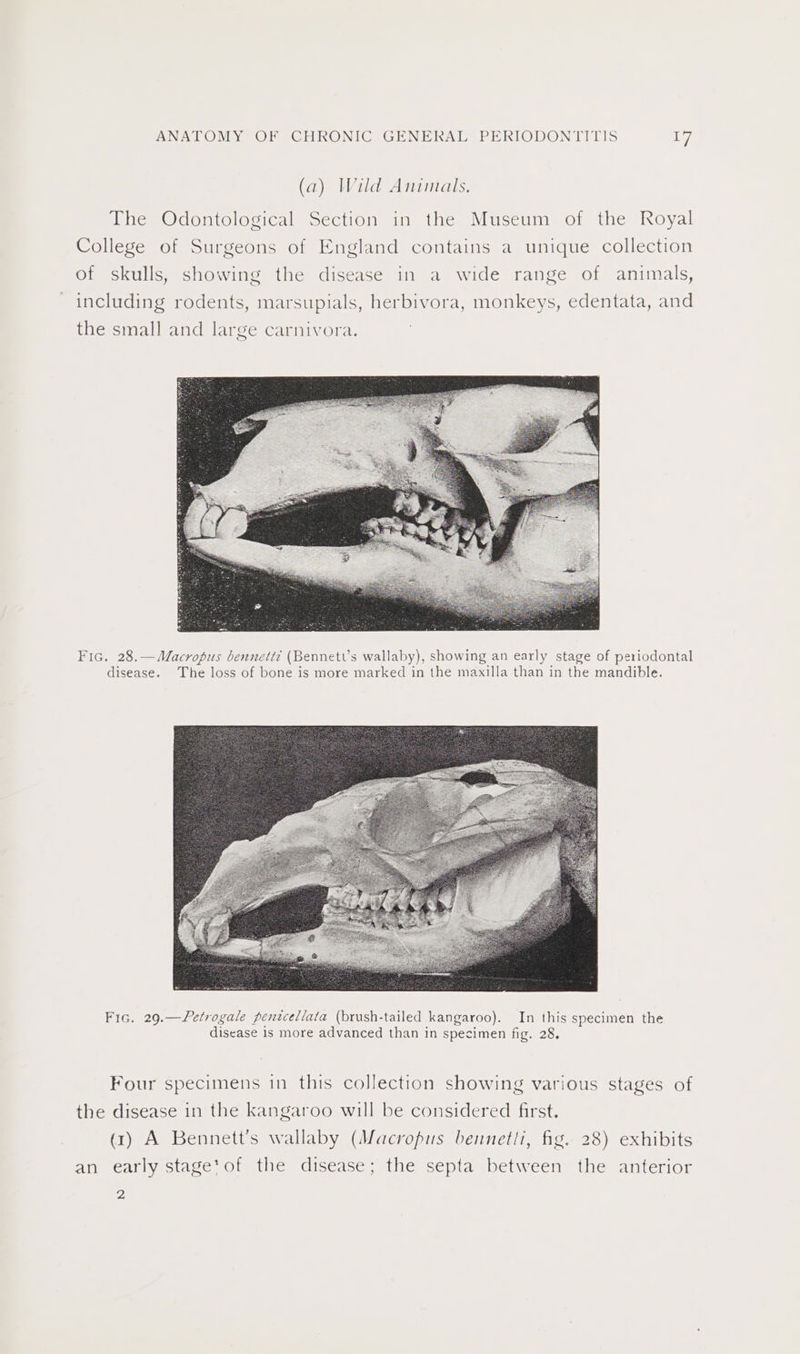 (a) Wild Animals. ihes Odontolosical “Section in the Museum) of the Royal College of Surgeons of England contains a unique collection of skulls, showing the disease in a wide range of animals, including rodents, marsupials, herbivora, monkeys, edentata, and the small and large carnivora. Fic. 28.—Macropus bennett? (Bennett’s wallaby), showing an early stage of periodontal disease. The loss of bone is more marked in the maxilla than in the mandible. Fic. 29.—Vfetrogale pentcellata (brush-tailed kangaroo). In this specimen the disease is more advanced than in specimen fig. 28, Four specimens in this collection showing various stages of the disease in the kangaroo will be considered first. (1) A Bennett's wallaby (Macropus bennetti, fig. 28) exhibits an early stage*of the disease; the septa between the anterior 2