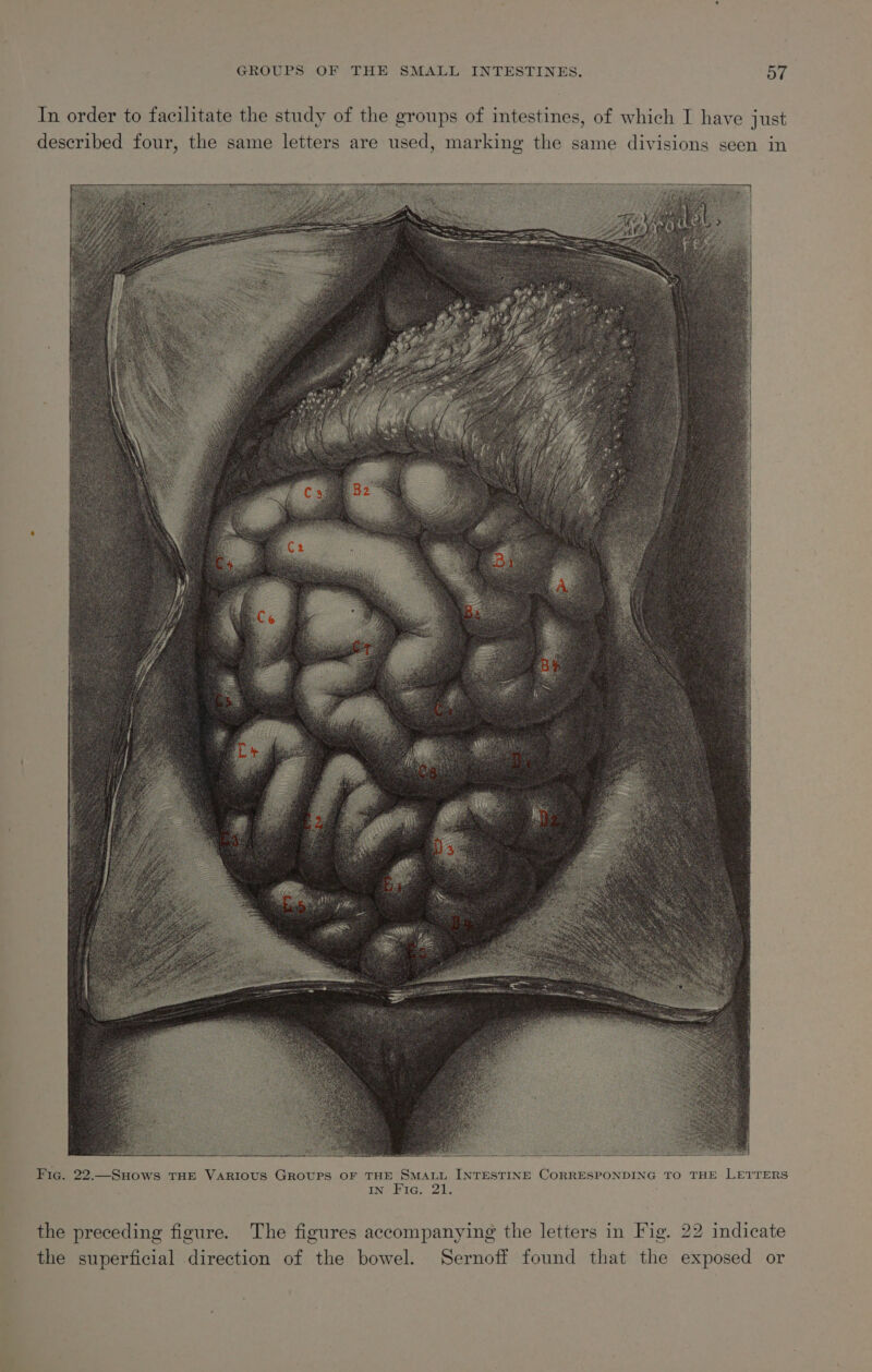 In order to facilitate the study of the groups of intestines, of which I have just described four, the same letters are used, marking the same divisions seen in Fic. 22.—SuHows THE VARIOUS GROUPS OF THE SMALL INTESTINE CORRESPO DING TO THE LETTERS ING Ete. ie ; the preceding figure. The figures accompanying the letters in Fig. 22 indicate the superficial direction of the bowel. Sernoff found that the exposed or