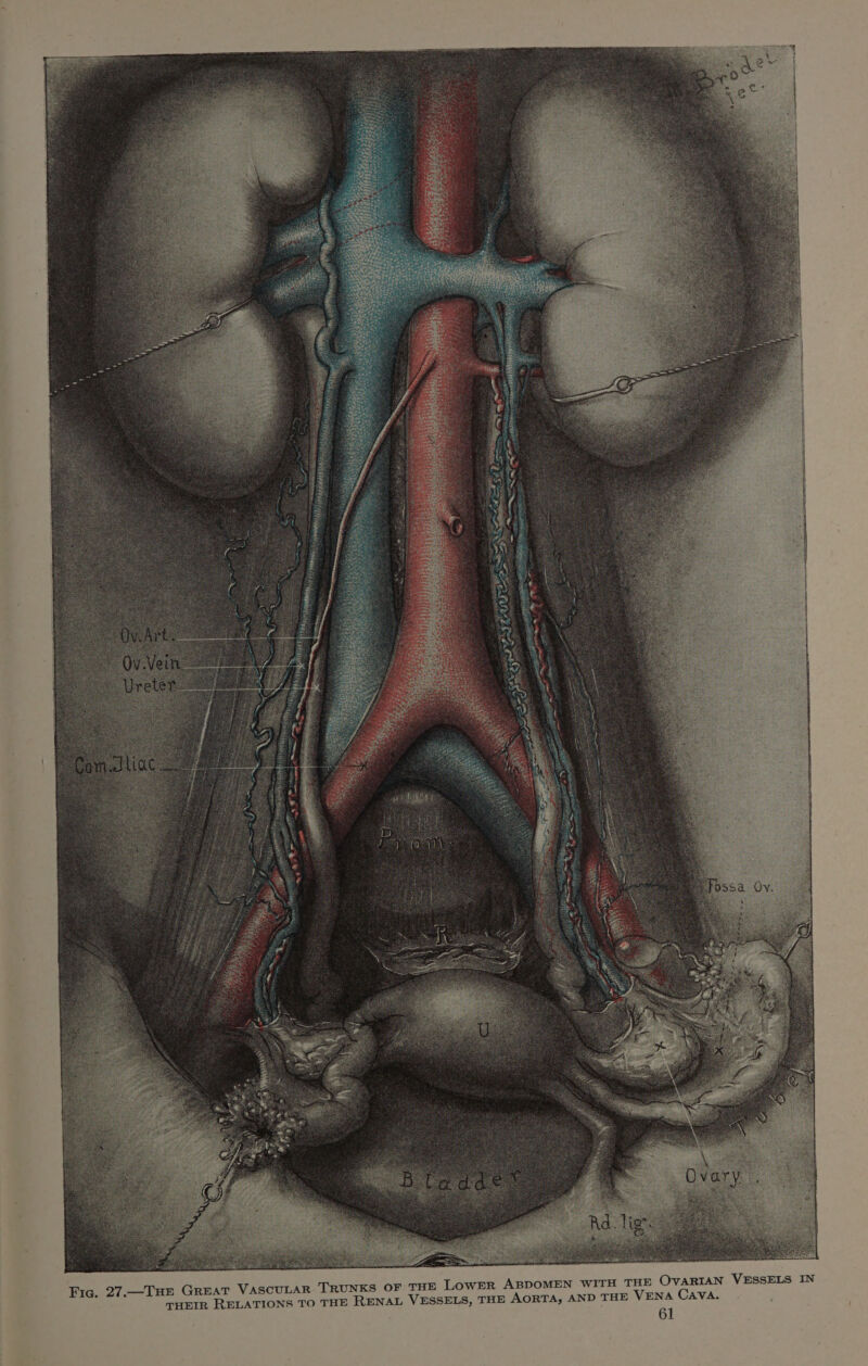 one a REESE =e TRUNKS OF THE LOWER ABDOMEN WITH THE OVARIAN VESSELS RENAL VESSELS, THE AORTA, AND THE VENA Cava.