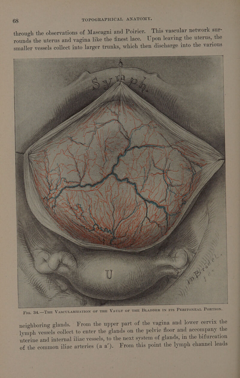 through the observations of Mascagni and Poirier. This vascular network sur- rounds the uterus and vagina like the finest lace. Upon leaving the uterus, the smaller vessels collect into larger trunks, which then discharge into the various Fig. 34.—THE VASCULARIZATION OF: THE VAULT OF THE BLADDER IN ITS’ PERITONEAL PORTION. neighboring glands. From the upper part of the vagina and lower cervix the lymph vessels collect to enter the glands on the pelvic floor and accompany the uterine and internal iliac vessels, to the next system of glands, in the bifurcation of the common iliac arteries (a a’). From this point the lymph channel leads