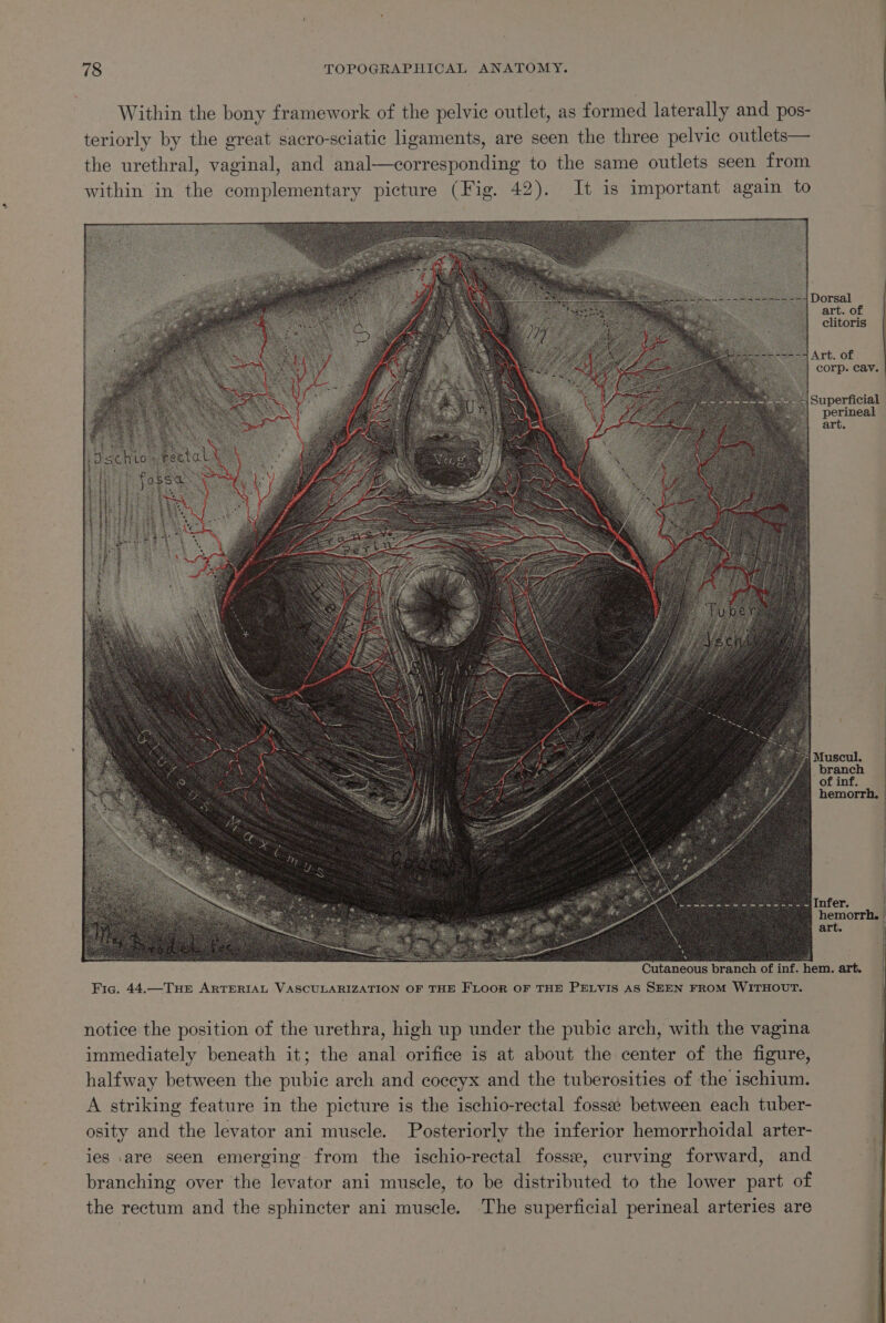 : ‘Dorsal art. of clitoris Art. of Corp. Cav. Superficial perineal | art. | hemorrh, ek ee Infer. a oo » hemorrh, | art. : Cutaneous branch of inf. hem. art. Fic. 44.—TuHeEe ARTERIAL VASCULARIZATION OF THE FLOOR OF THE PELVIS AS SEEN FROM WITHOUT. notice the position of the urethra, high up under the pubic arch, with the vagina immediately beneath it; the anal orifice is at about the center of the figure, halfway between the pubic arch and coccyx and the tuberosities of the ischium. A striking feature in the picture is the ischio-rectal fossee between each tuber- osity and the levator ani muscle. Posteriorly the inferior hemorrhoidal arter- ies .are seen emerging from the ischio-rectal fosse, curving forward, and branching over the levator ani muscle, to be distributed to the lower part of the rectum and the sphincter ani muscle. The superficial perineal arteries are
